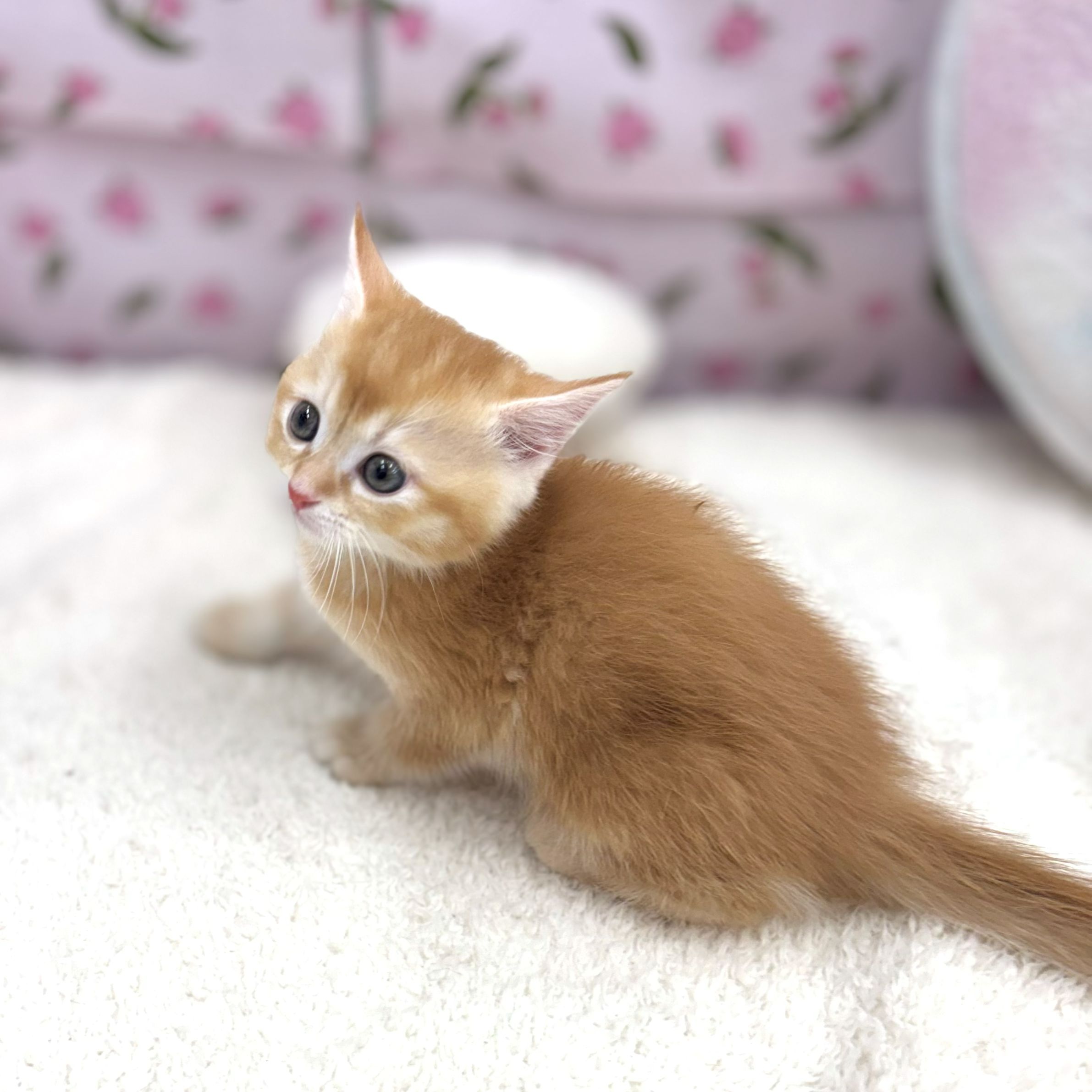 愛知県のマンチカン (犬の家＆猫の里エアポートウォーク店/2026年8月14日生まれ/男の子/レッド)の子猫の3枚目の画像