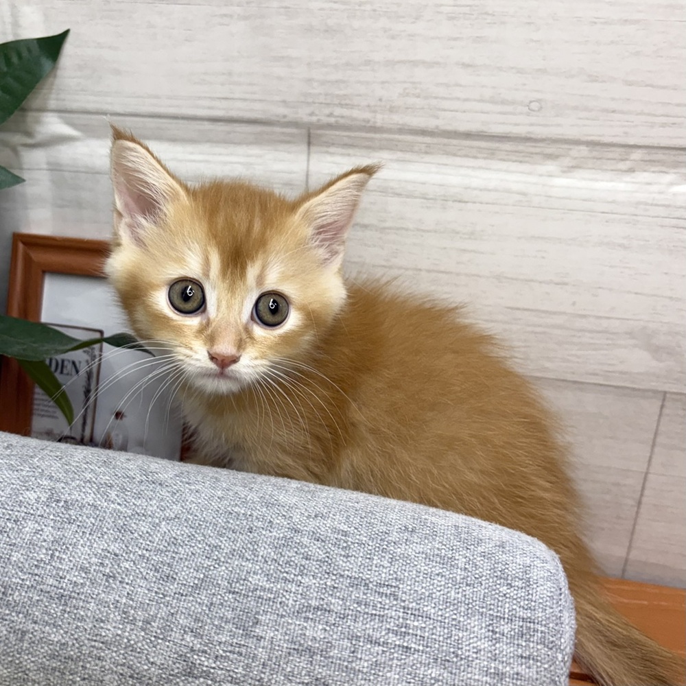 長野県のマンチカン (犬の家＆猫の里塩尻店/2026年8月14日生まれ/男の子/レッド)の子猫の3枚目の画像