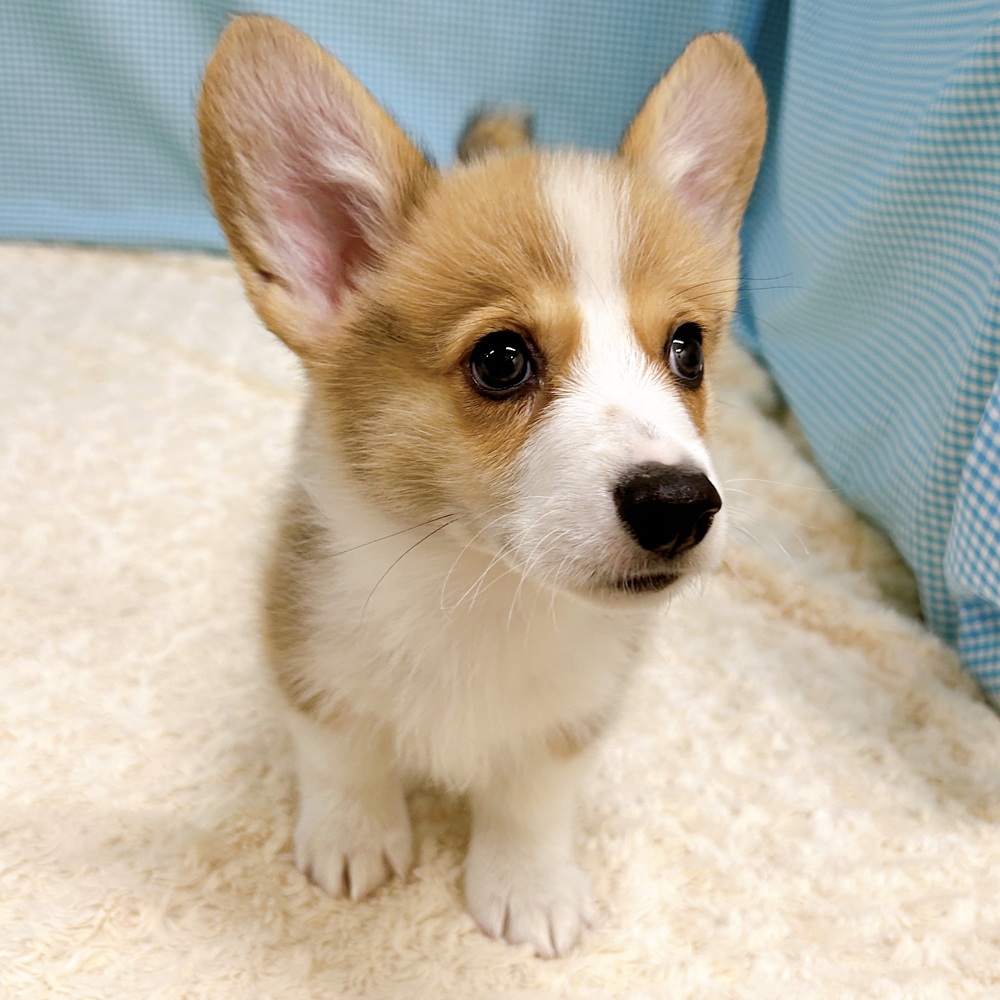 愛知県のウェルシュコーギーペンブローク (犬の家＆猫の里一宮店/2026年8月13日生まれ/男の子/レッドホワイト)の子犬の3枚目の画像