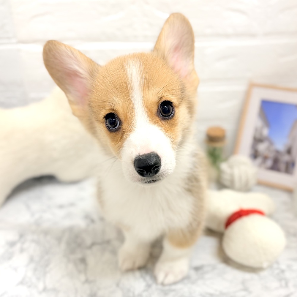 愛知県のウェルシュコーギーペンブローク (犬の家＆猫の里豊田店/2026年8月13日生まれ/男の子/レッドホワイト)の子犬の3枚目の画像