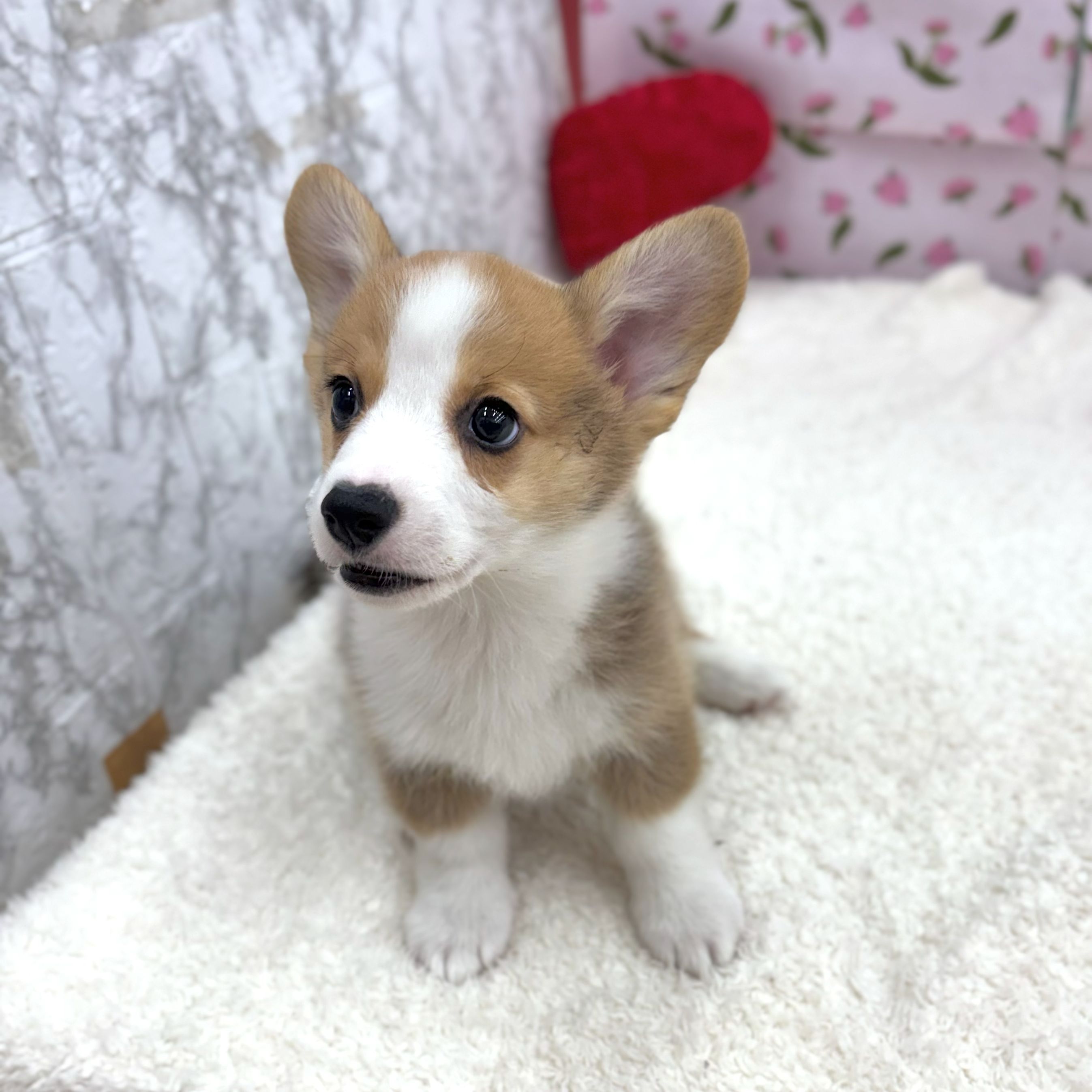 愛知県のウェルシュコーギーペンブローク (犬の家＆猫の里エアポートウォーク店/2026年8月13日生まれ/男の子/レッドホワイト)の子犬の3枚目の画像