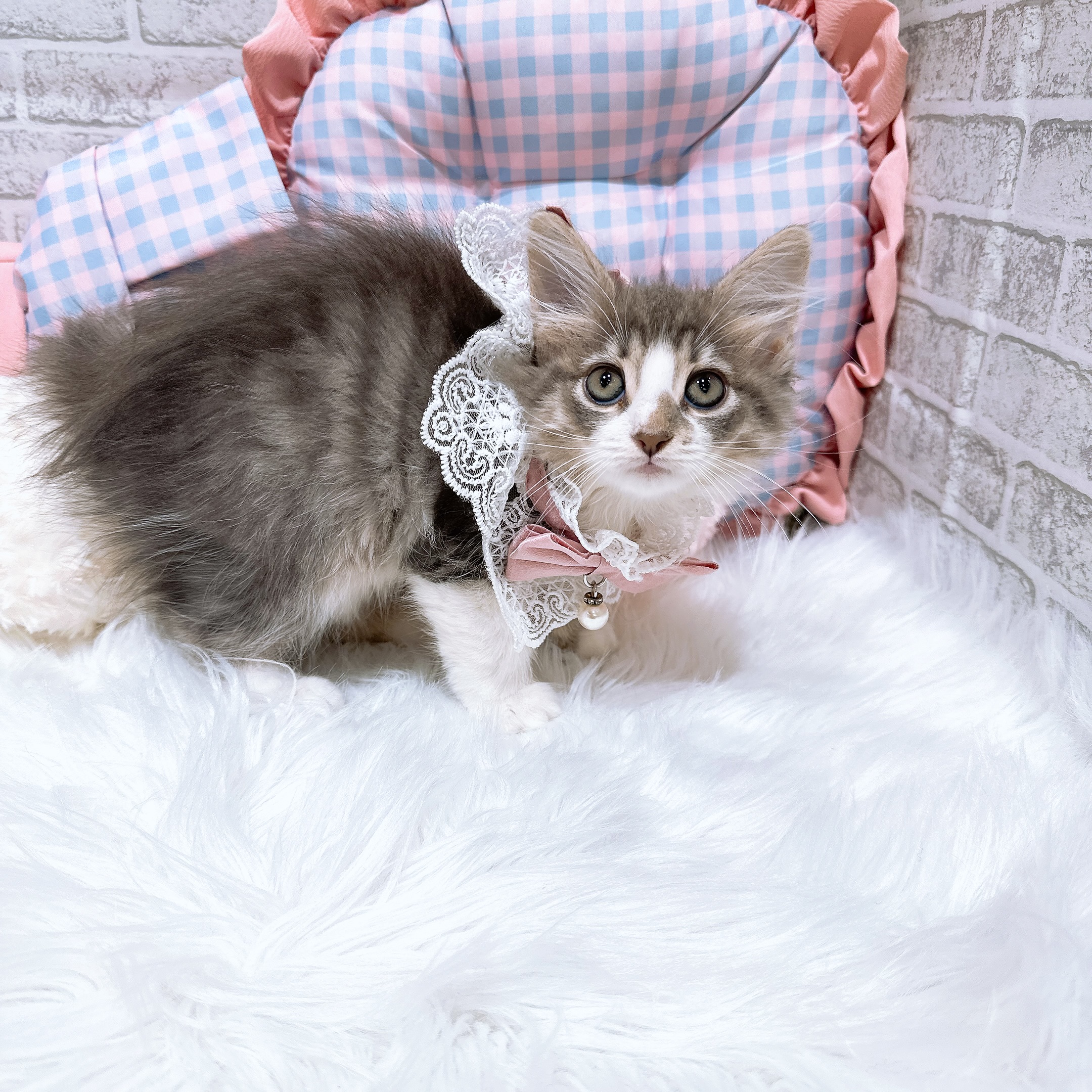 神奈川県のノルウェージャンフォレストキャット (犬の家＆猫の里元住吉ブレーメン通り店/2026年8月8日生まれ/女の子/ブルータビーホワイト)の子猫の3枚目の画像