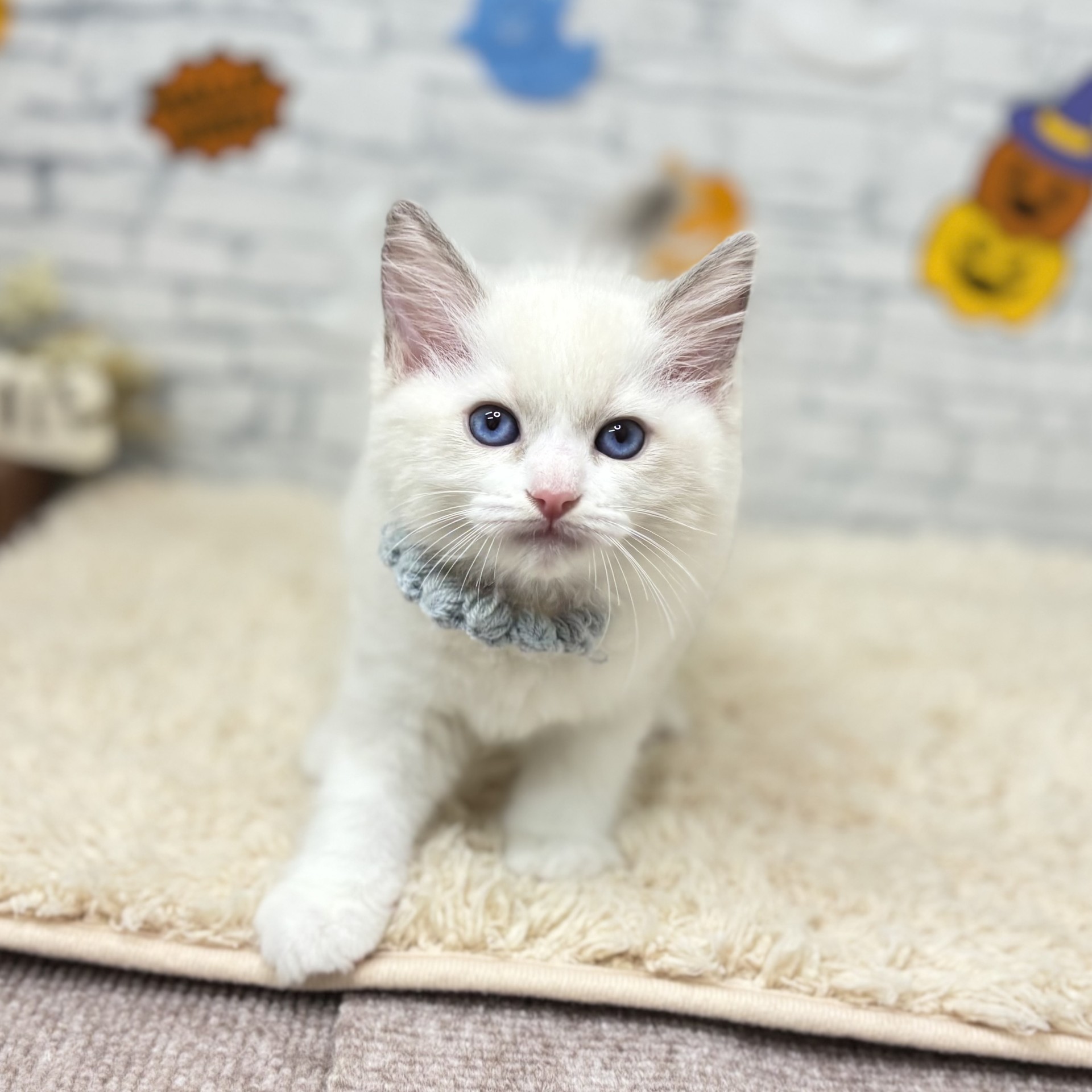 長野県のラグドール (犬の家＆猫の里長野店/2026年8月15日生まれ/男の子/ブルーポイントバイカラー)の子猫の3枚目の画像