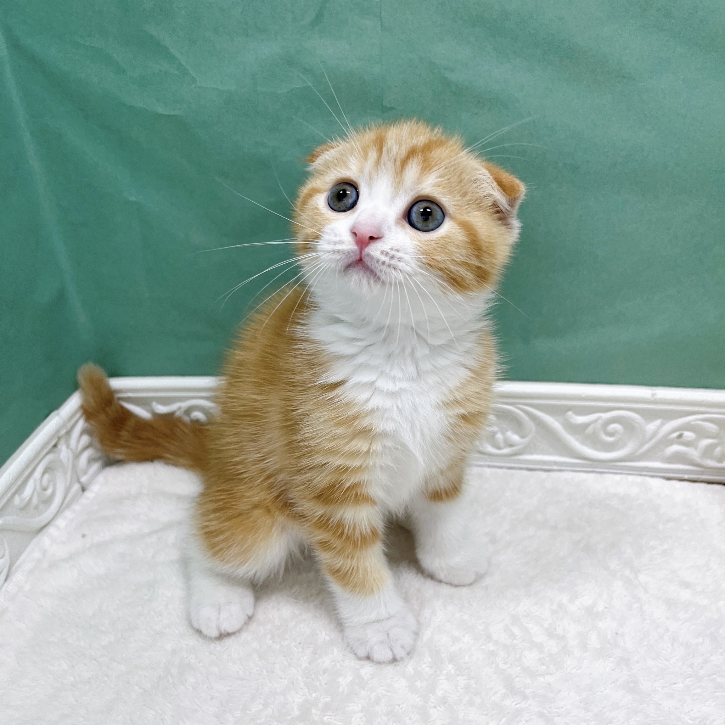 石川県のスコティッシュフォールド (犬の家＆猫の里アミーゴ金沢有松店/2026年8月15日生まれ/男の子/レッドタビーホワイト)の子猫の3枚目の画像