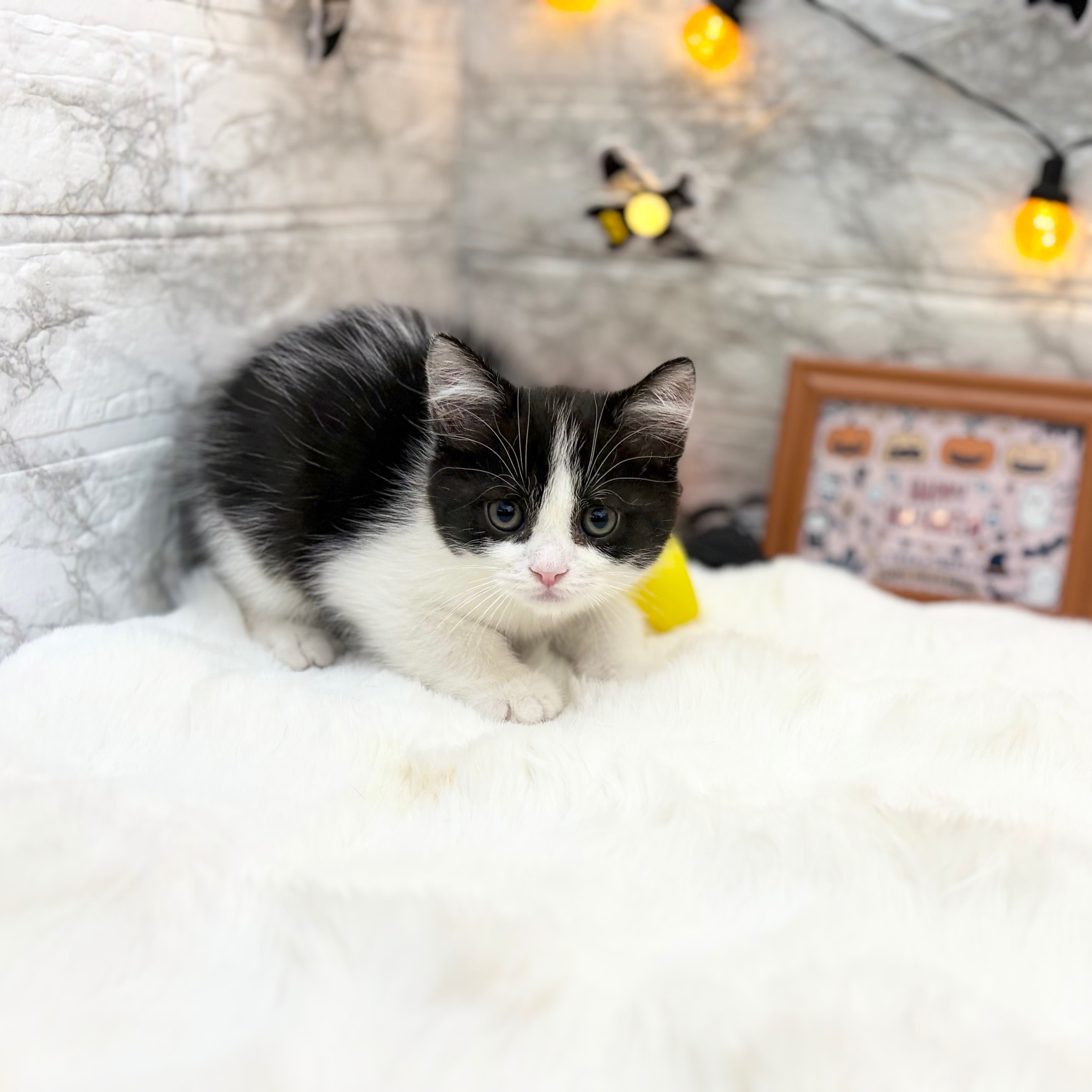 静岡県のスコティッシュストレート (犬の家＆猫の里MEGAドン・キホーテ袋井店/2026年8月15日生まれ/男の子/ブラックホワイト)の子猫の3枚目の画像