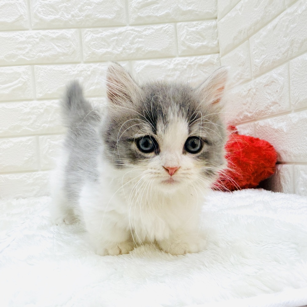 愛知県のマンチカン (犬の家＆猫の里アミーゴ神の倉店/2026年8月8日生まれ/男の子/ブルータビーホワイト)の子猫の3枚目の画像