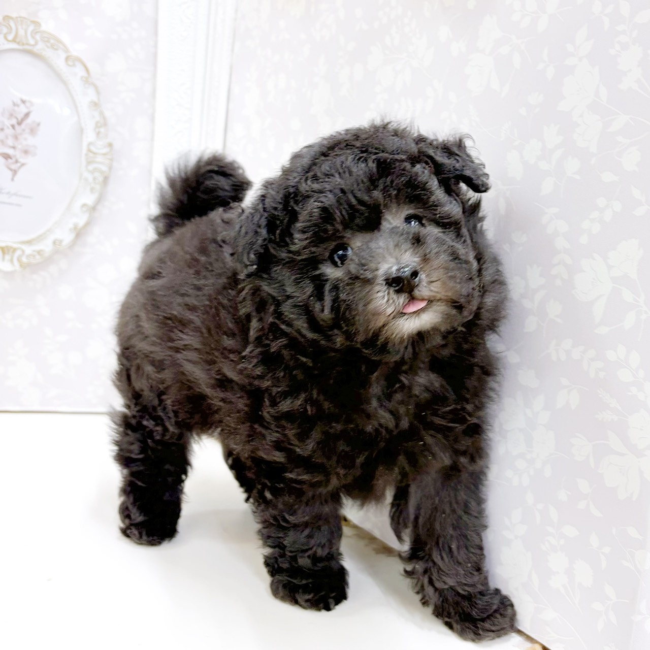 富山県のトイプードル(トイ) (犬の家＆猫の里アミーゴ高岡蓮花寺店/2026年8月15日生まれ/男の子/グレー)の子犬の3枚目の画像
