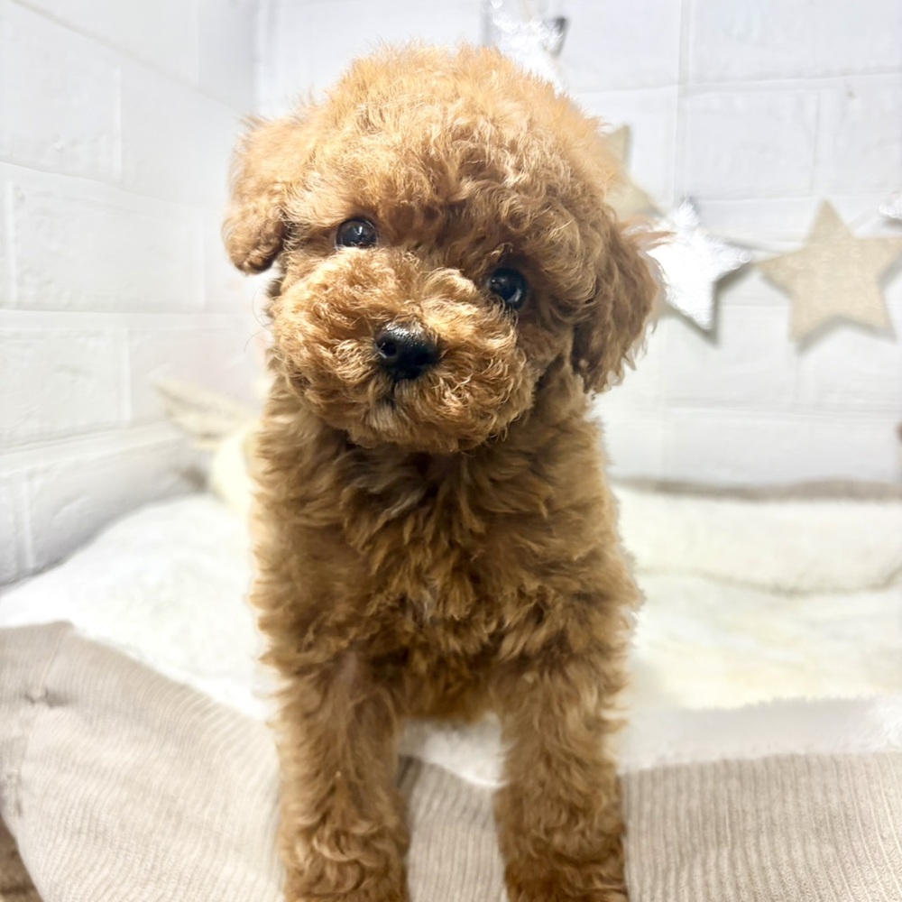 兵庫県のトイプードル(トイ) (犬の家＆猫の里ニッケパークタウン加古川店/2026年8月15日生まれ/男の子/レッドフォーン)の子犬の3枚目の画像