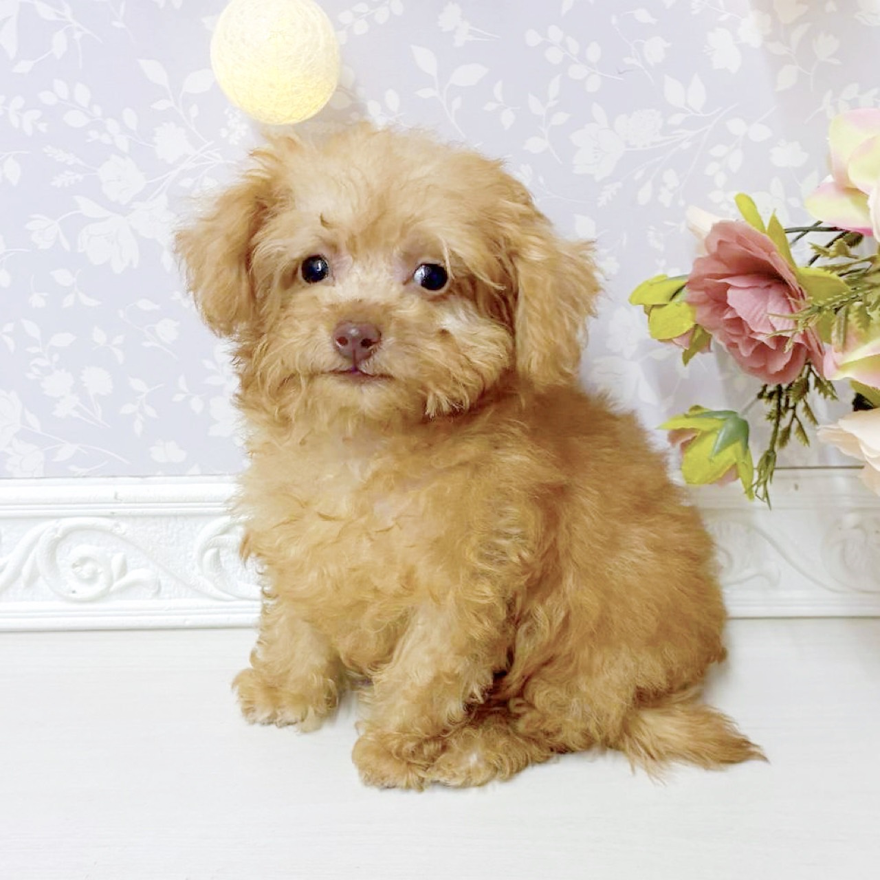 富山県のポメプー(ポメラニアン×プードル) (犬の家＆猫の里アミーゴ山室店/2026年8月14日生まれ/男の子/アプリコット)の子犬の3枚目の画像