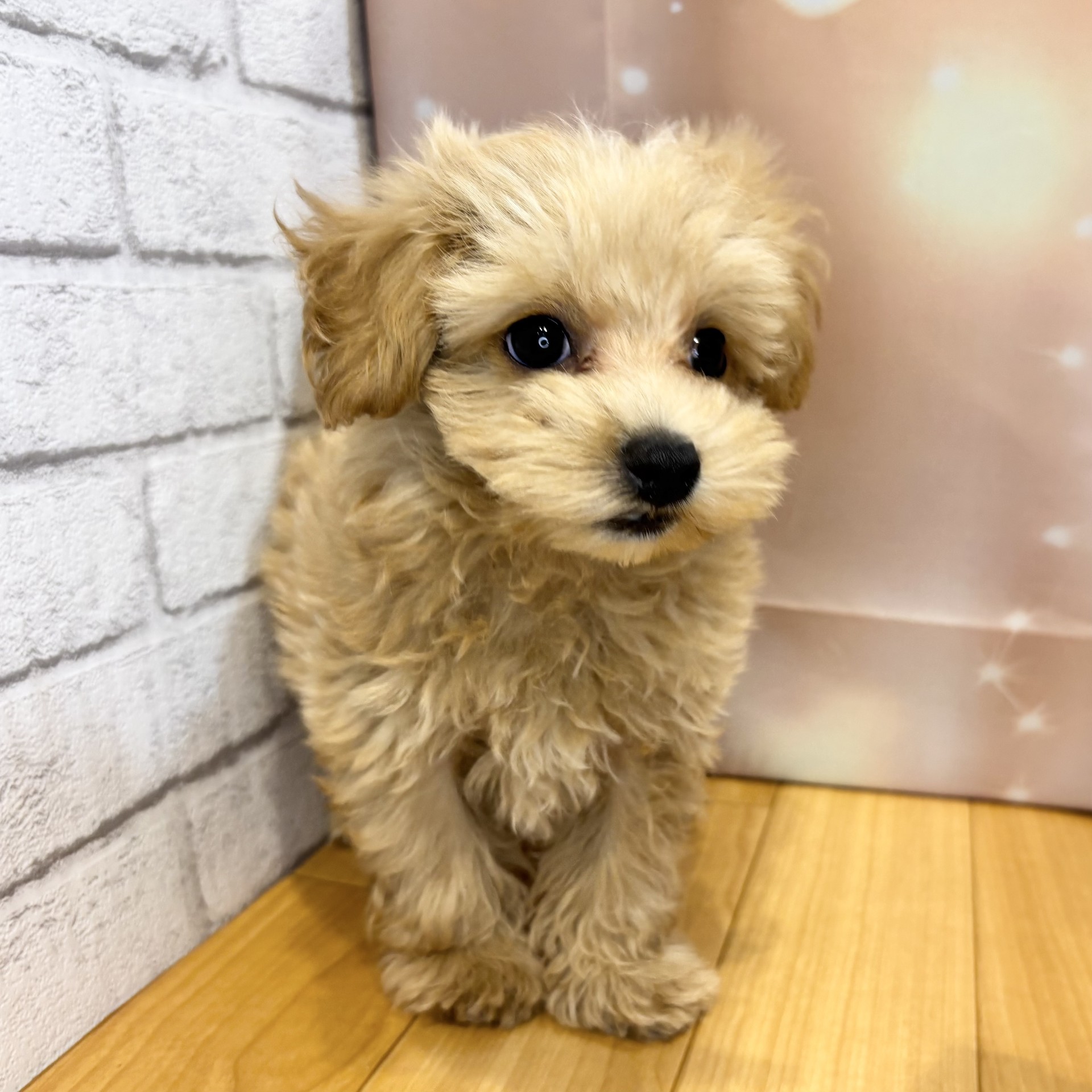 長野県のマルプー(マルチーズ×プードル) (犬の家＆猫の里カインズ梓川店/2026年8月10日生まれ/男の子/アプリコットホワイト)の子犬の3枚目の画像