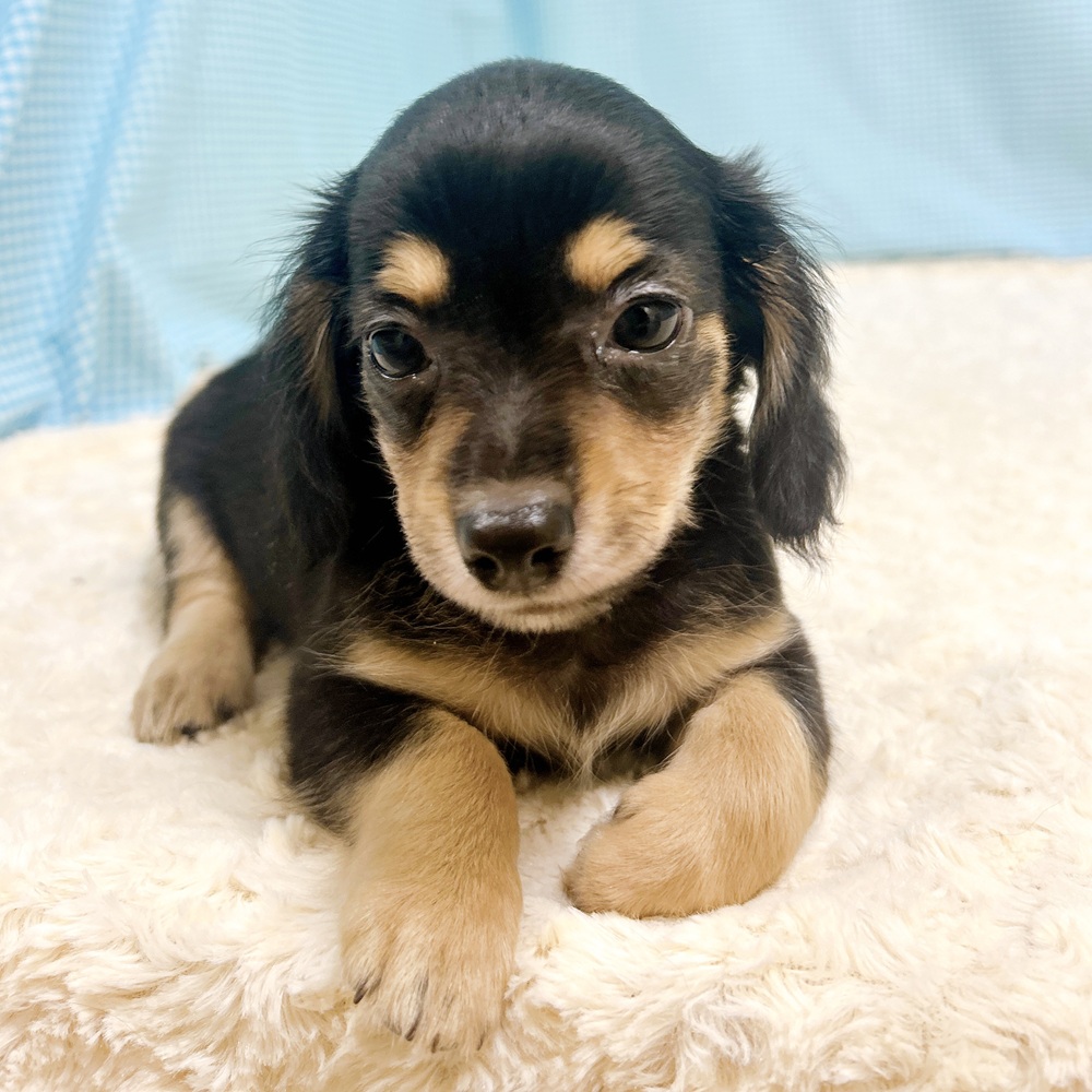 愛知県のチワックス(チワワ×ダックス) (犬の家＆猫の里一宮店/2026年8月11日生まれ/男の子/ブラックタン)の子犬の3枚目の画像
