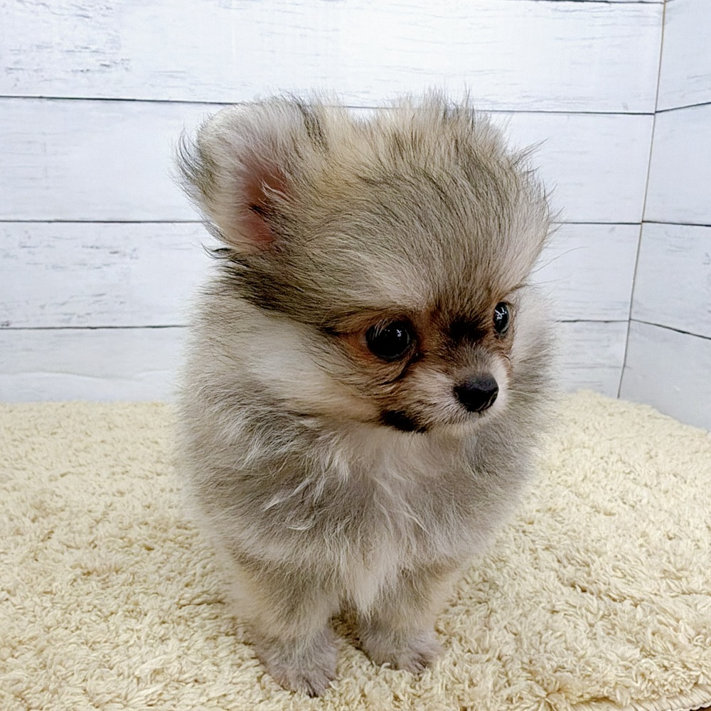 愛知県のポメチワ/チワポメ/ポメチー(ポメラニアン×チワワ) (犬の家＆猫の里七宝店/2026年8月15日生まれ/男の子/ウルフセーブル)の子犬の3枚目の画像