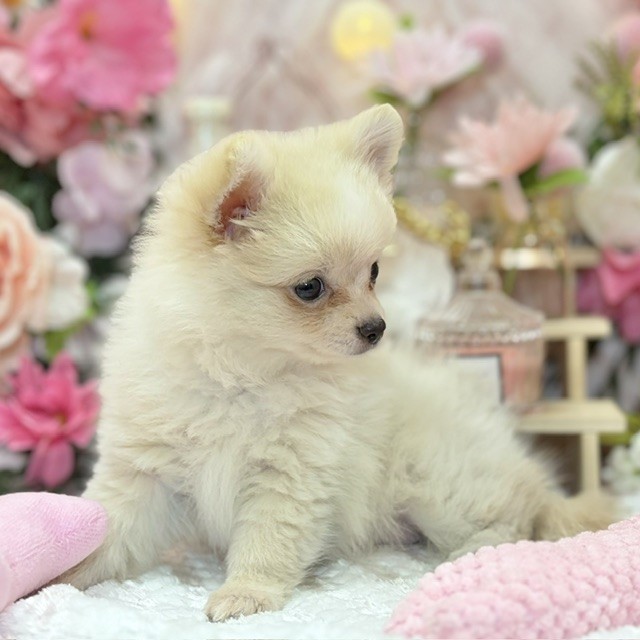 千葉県のポメチワ/チワポメ/ポメチー(ポメラニアン×チワワ) (犬の家＆猫の里ワンズモール稲毛店/2026年8月15日生まれ/女の子/クリームホワイト)の子犬の3枚目の画像