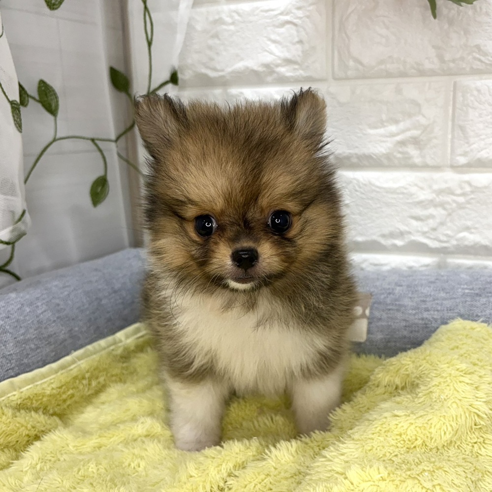 長野県のポメチワ/チワポメ/ポメチー(ポメラニアン×チワワ) (犬の家＆猫の里塩尻店/2026年8月11日生まれ/女の子/オレンジセーブル)の子犬の3枚目の画像
