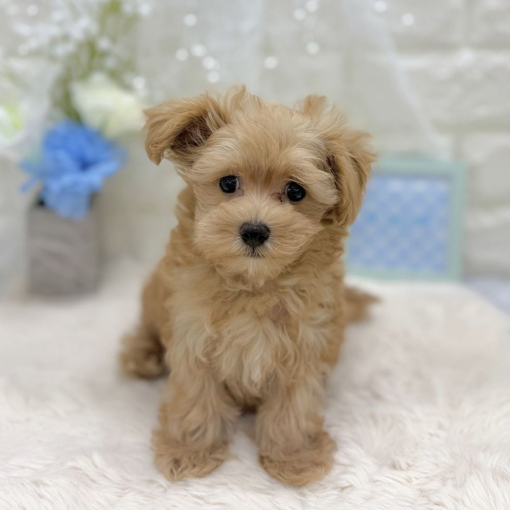 福井県のマルプー(マルチーズ×プードル) (犬の家＆猫の里アミーゴ福井大和田店/2026年8月13日生まれ/男の子/アプリコット)の子犬の3枚目の画像