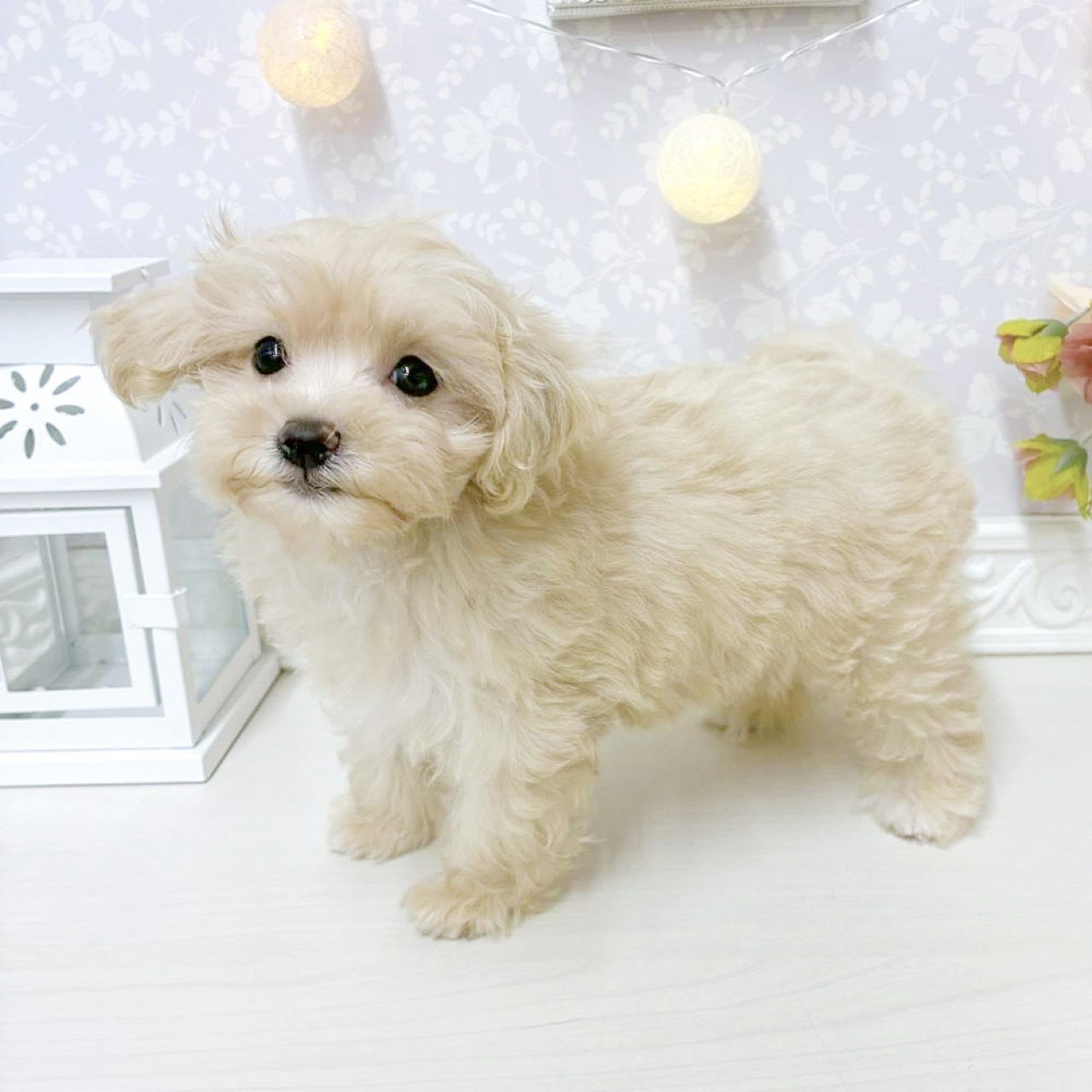 富山県のマルプー(マルチーズ×プードル) (犬の家＆猫の里アミーゴ山室店/2026年8月13日生まれ/女の子/クリーム)の子犬の3枚目の画像