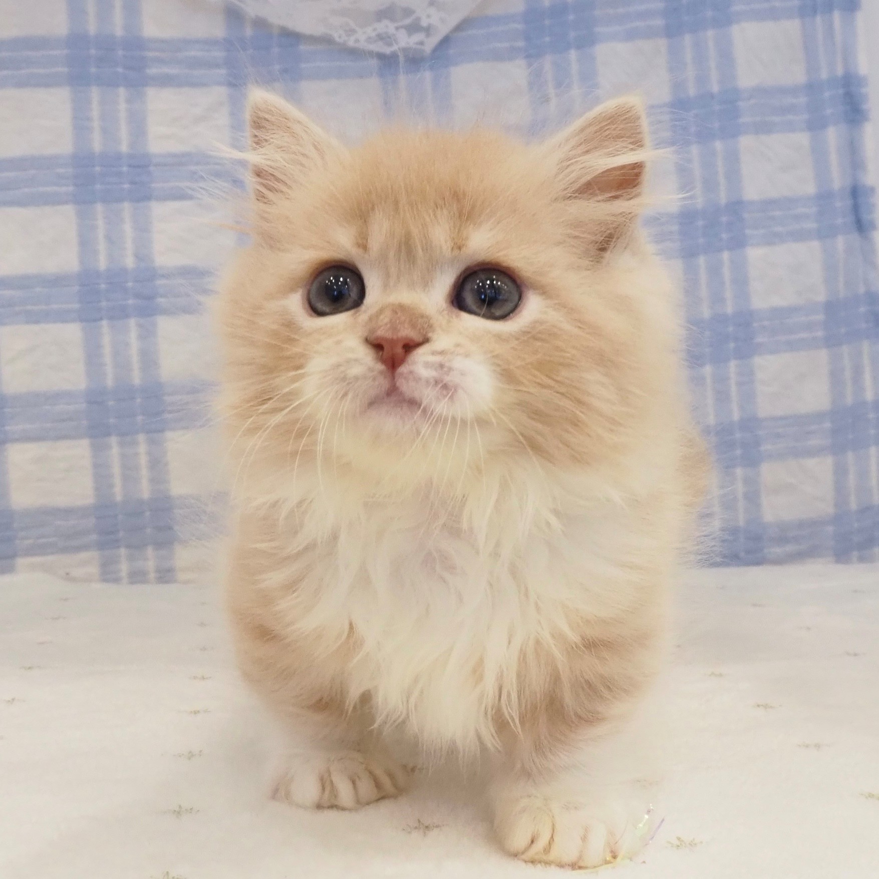 大阪府のミヌエット (犬の家＆猫の里もりのみやキューズモールBASE店/2026年8月15日生まれ/男の子/クリームタビーホワイト)の子猫の3枚目の画像