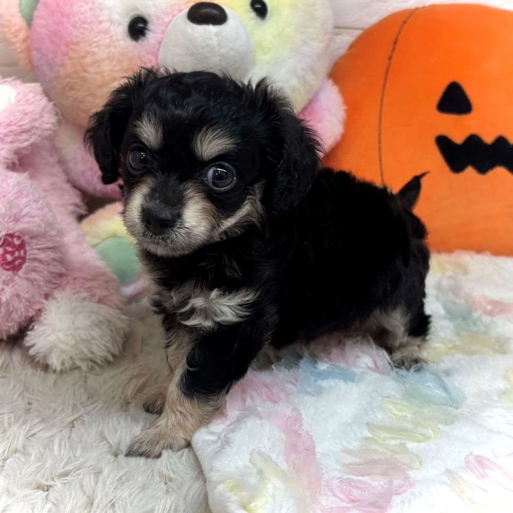 兵庫県のチワックス(チワワ×ダックス) (犬の家＆猫の里ゆめタウン姫路店/2026年8月15日生まれ/女の子/ブラックタン)の子犬の3枚目の画像