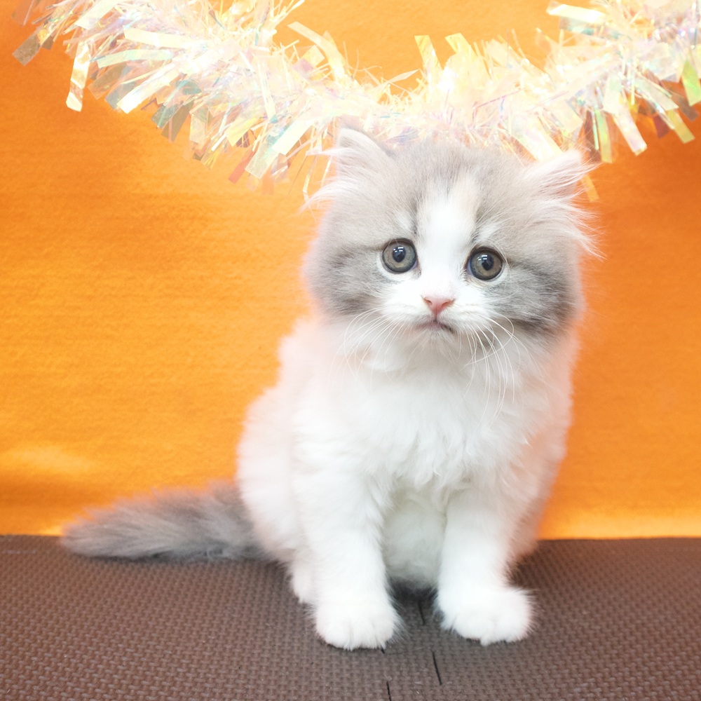 大阪府のスコティッシュストレート (犬の家＆猫の里吹田店/2026年8月16日生まれ/女の子/ダイリュートキャリコ)の子猫の1枚目の画像