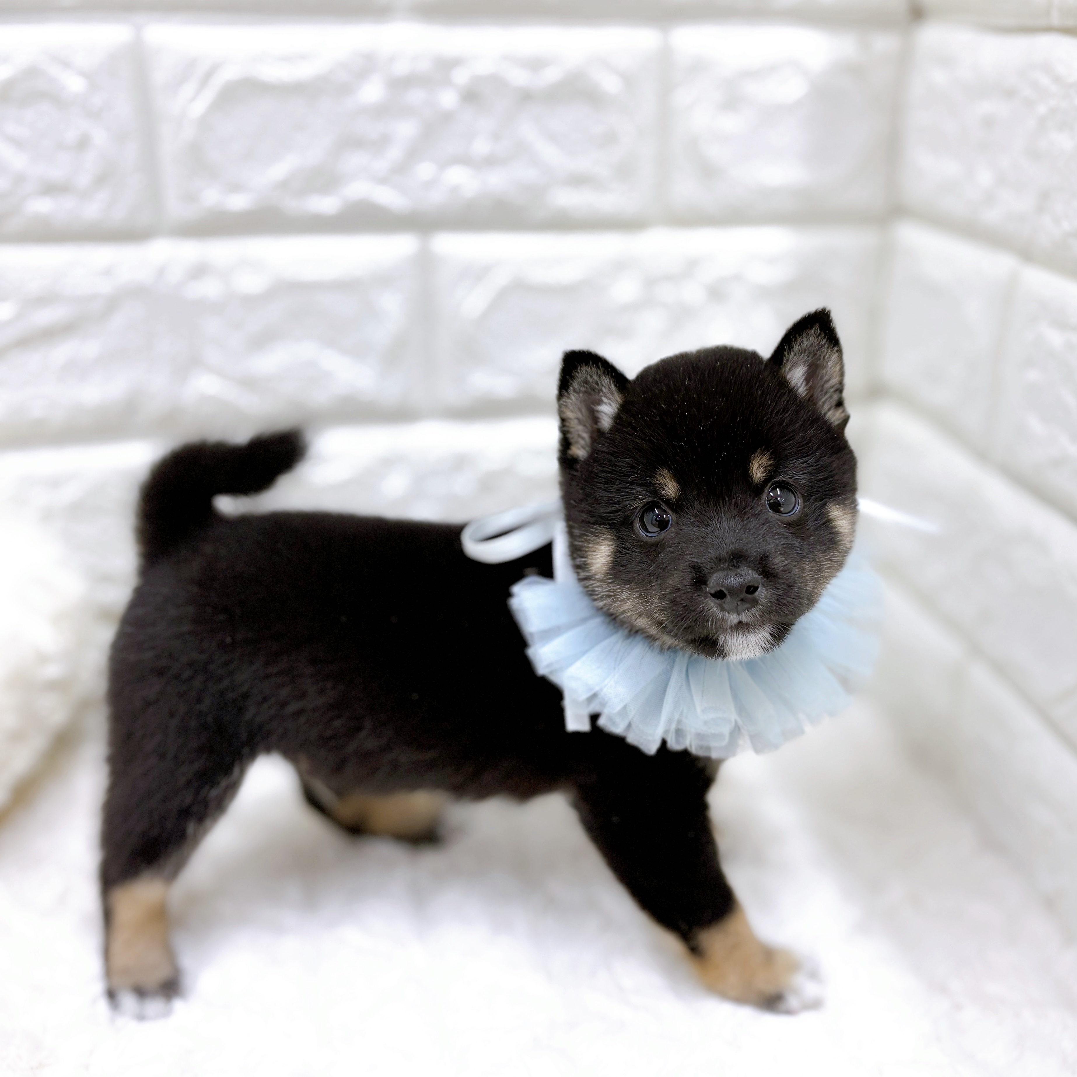 福井県の豆柴 (犬の家＆猫の里アミーゴ福井店/2026年8月15日生まれ/男の子/黒)の子犬の3枚目の画像