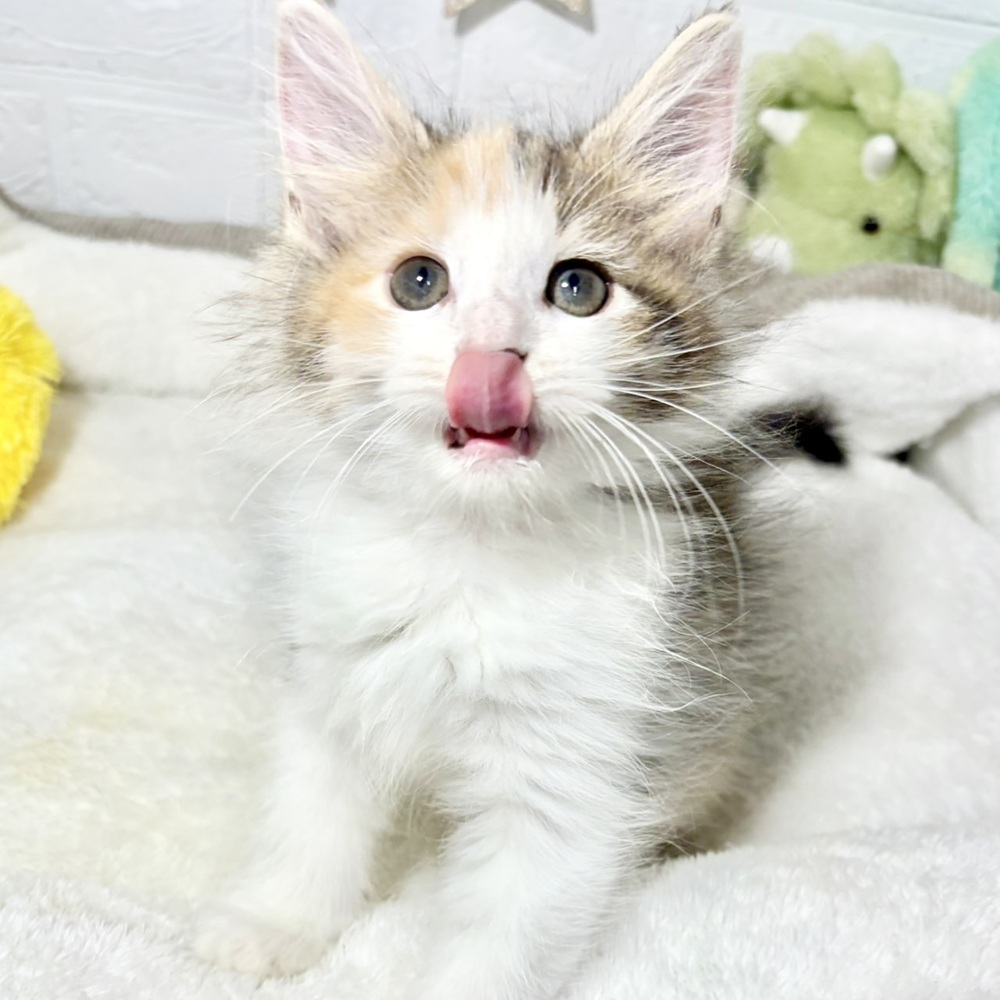 兵庫県のノルウェージャンフォレストキャット (犬の家＆猫の里ニッケパークタウン加古川店/2026年8月12日生まれ/女の子/ブラウンパッチドタビーホワイト)の子猫の3枚目の画像