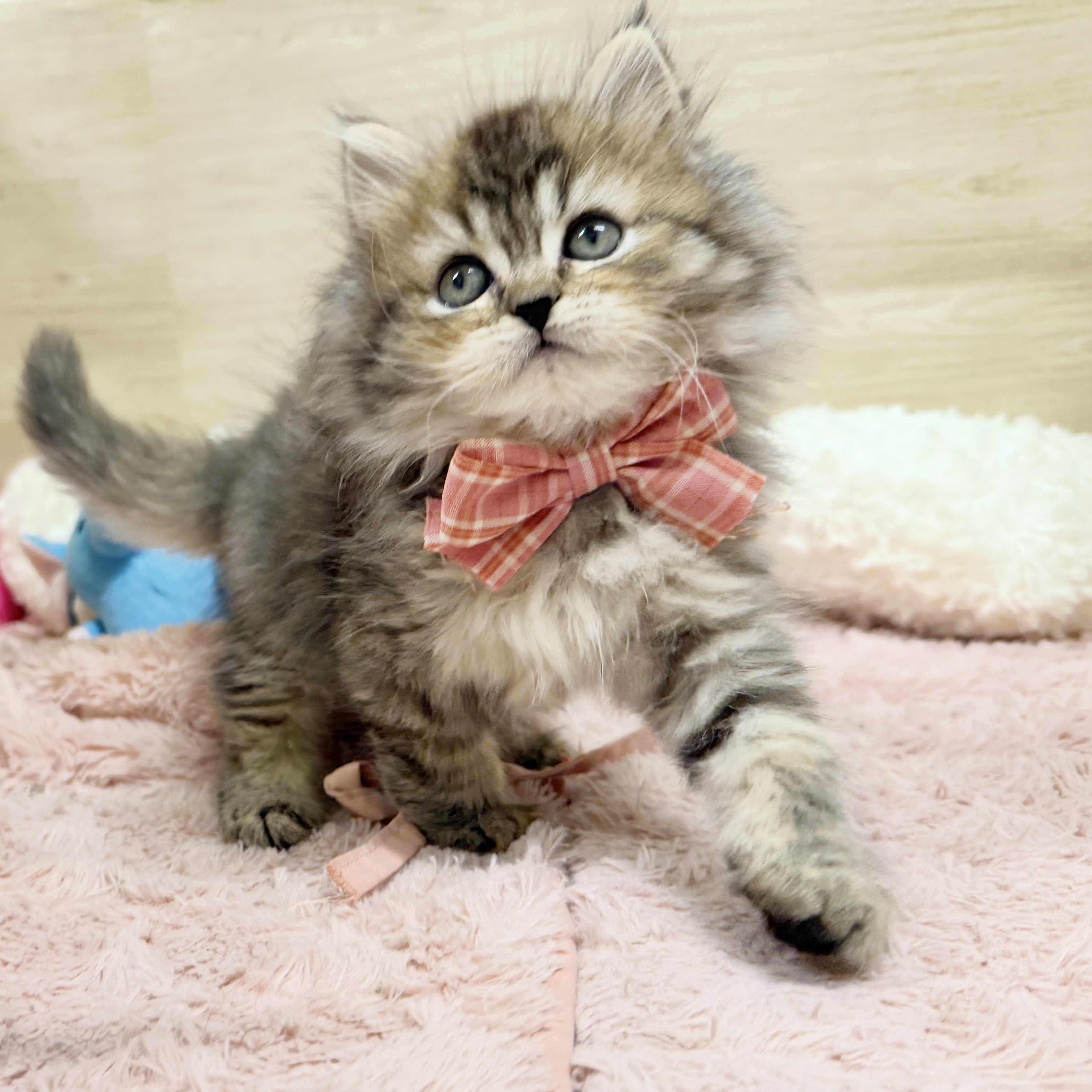 大阪府のスコティッシュストレート (犬の家＆猫の里そよら東岸和田店/2026年8月14日生まれ/女の子/ブラウンパッチドタビー)の子猫の3枚目の画像