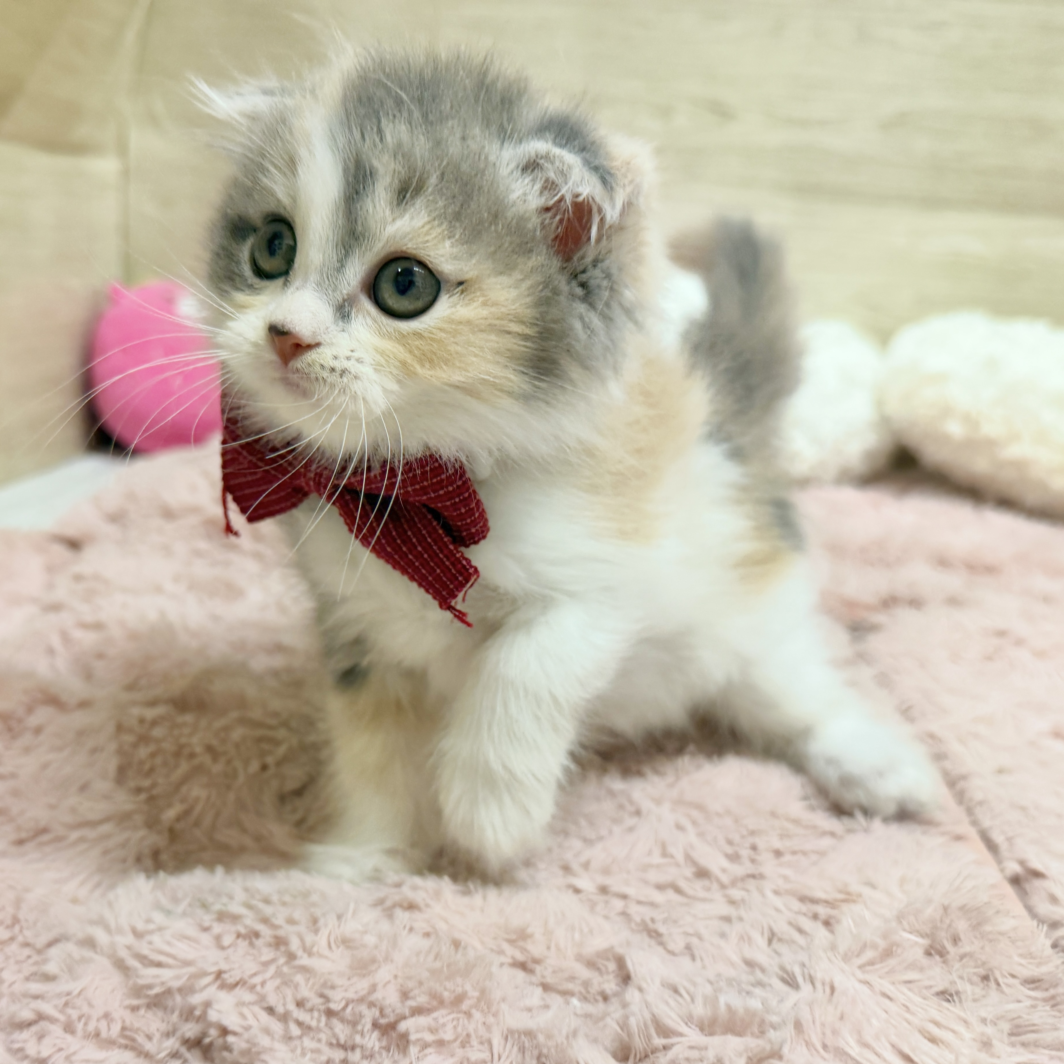 大阪府のスコティッシュフォールド (犬の家＆猫の里そよら東岸和田店/2026年8月14日生まれ/女の子/ダイリュートキャリコ)の子猫の3枚目の画像