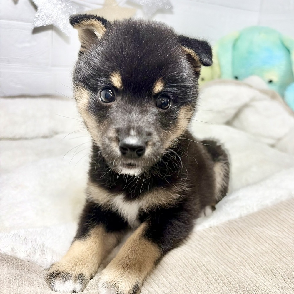 兵庫県の豆柴 (犬の家＆猫の里ニッケパークタウン加古川店/2026年8月15日生まれ/女の子/黒)の子犬の3枚目の画像