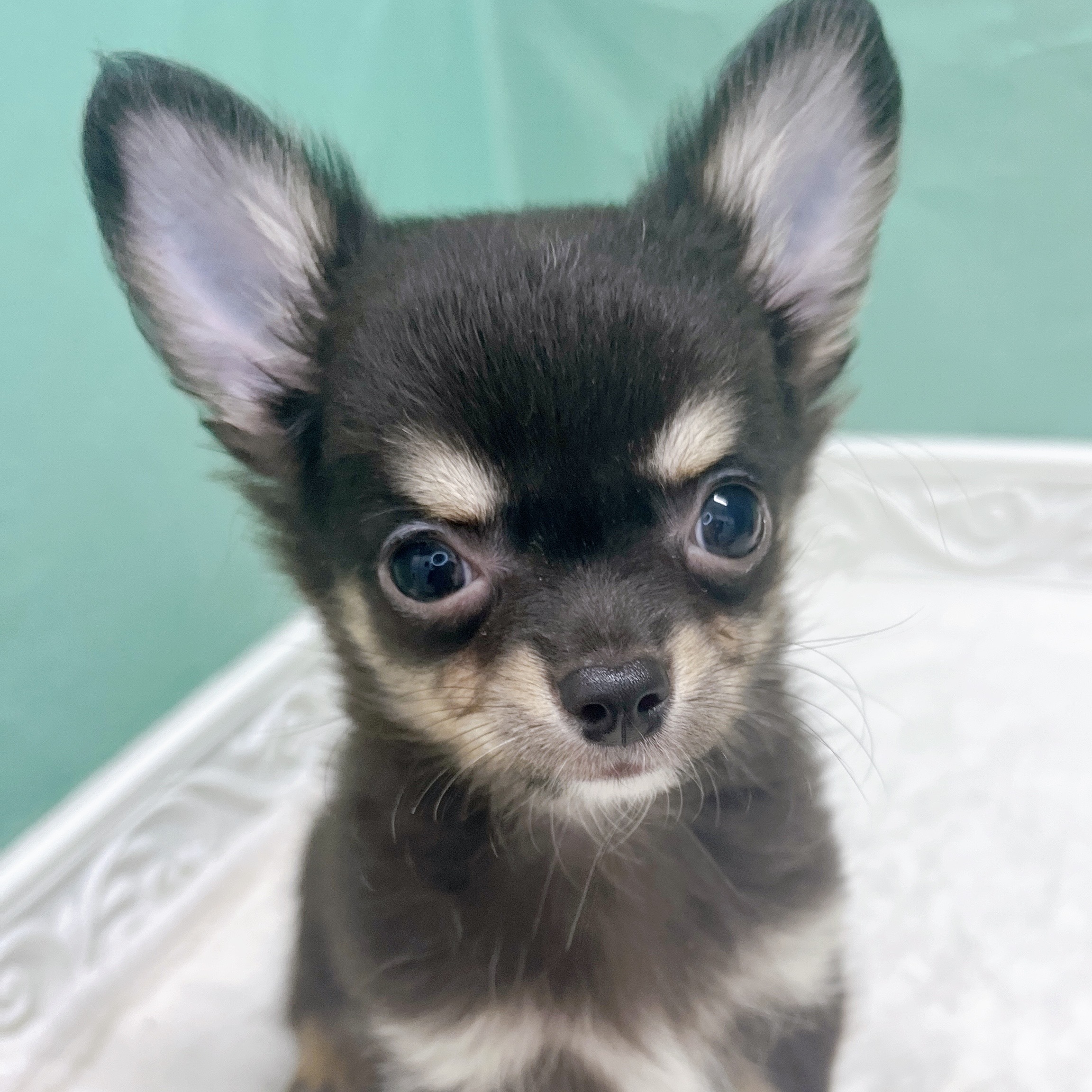 石川県のチワワ(ロング) (犬の家＆猫の里アミーゴ金沢有松店/2026年8月12日生まれ/男の子/ブラックタン)の子犬の3枚目の画像