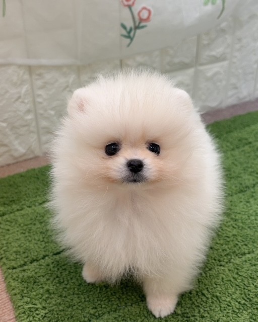 岡山県のポメラニアン (犬の家＆猫の里倉敷店/2026年8月15日生まれ/女の子/クリーム)の子犬の3枚目の画像