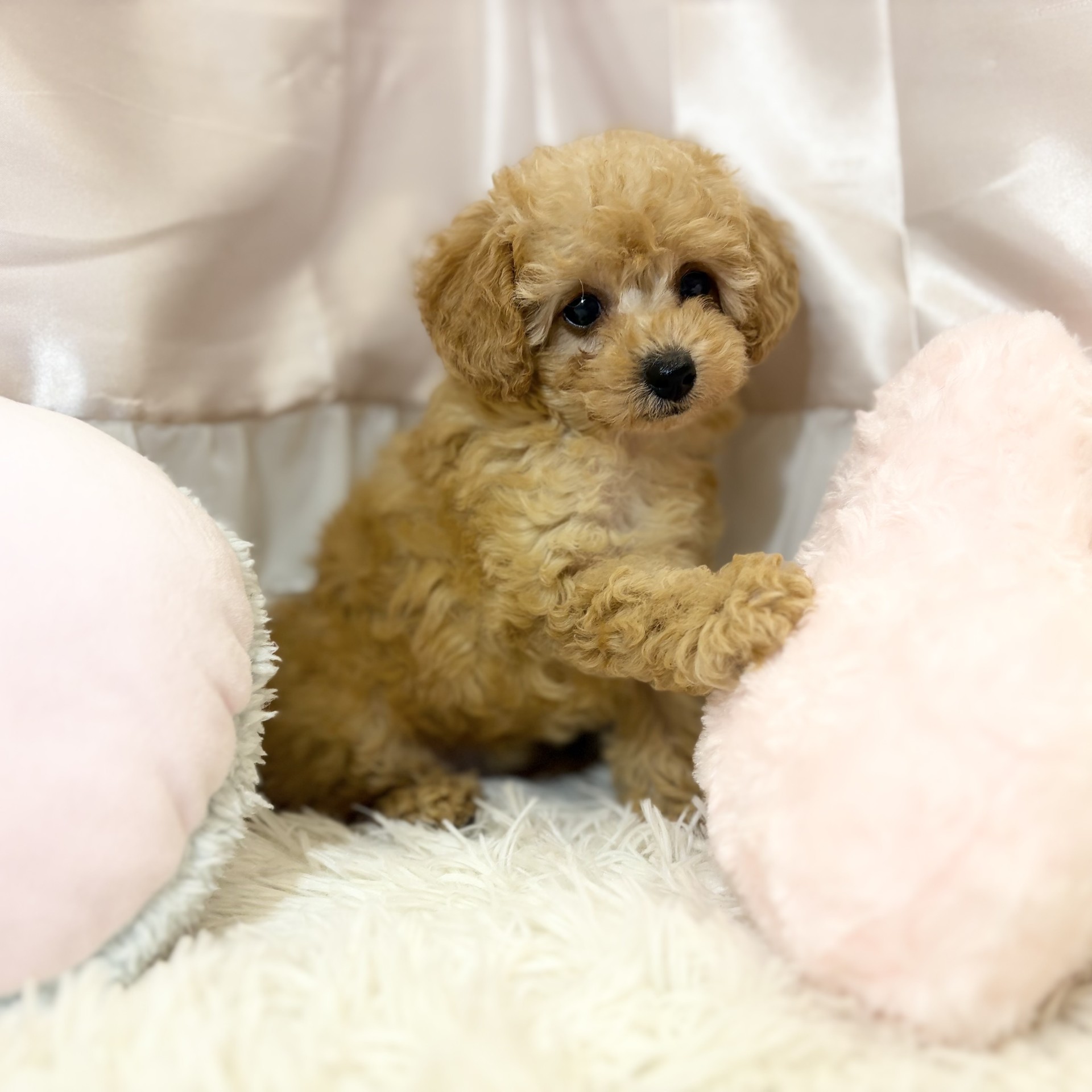 兵庫県のトイプードル(トイ) (犬の家＆猫の里カナート西神戸店/2026年8月15日生まれ/女の子/オレンジフォーン)の子犬の3枚目の画像
