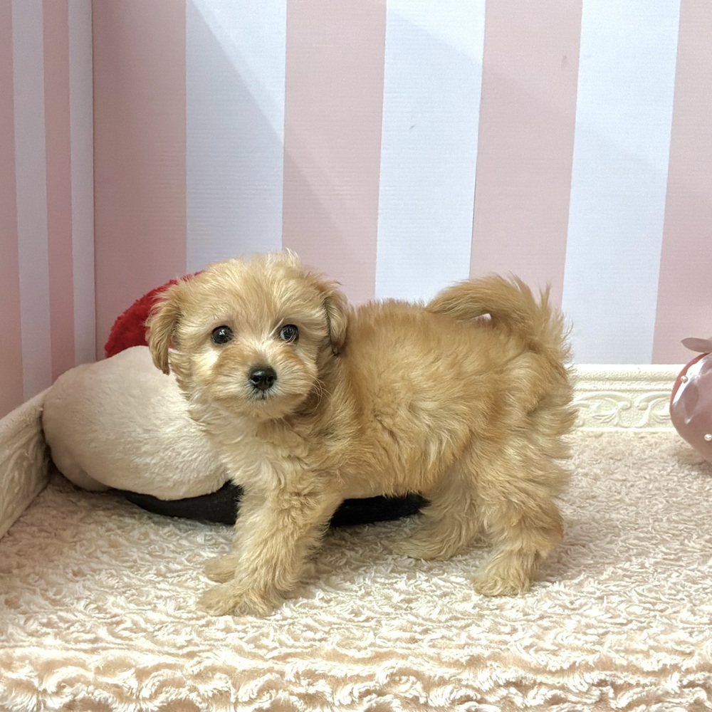 岡山県のマルプー(マルチーズ×プードル) (犬の家＆猫の里倉敷中庄店/2026年8月14日生まれ/女の子/レッド)の子犬の3枚目の画像