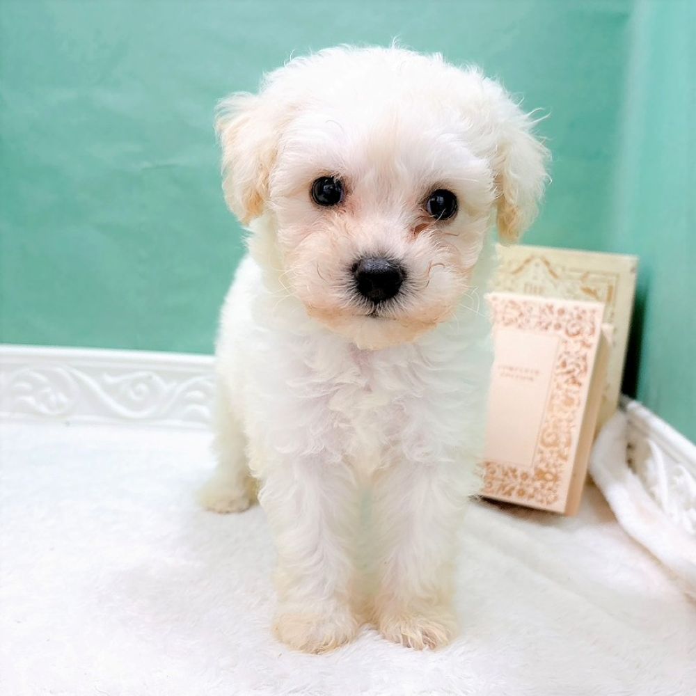 石川県のビションフリーゼ (犬の家＆猫の里アミーゴ金沢有松店/2026年8月7日生まれ/男の子/ホワイト)の子犬の3枚目の画像