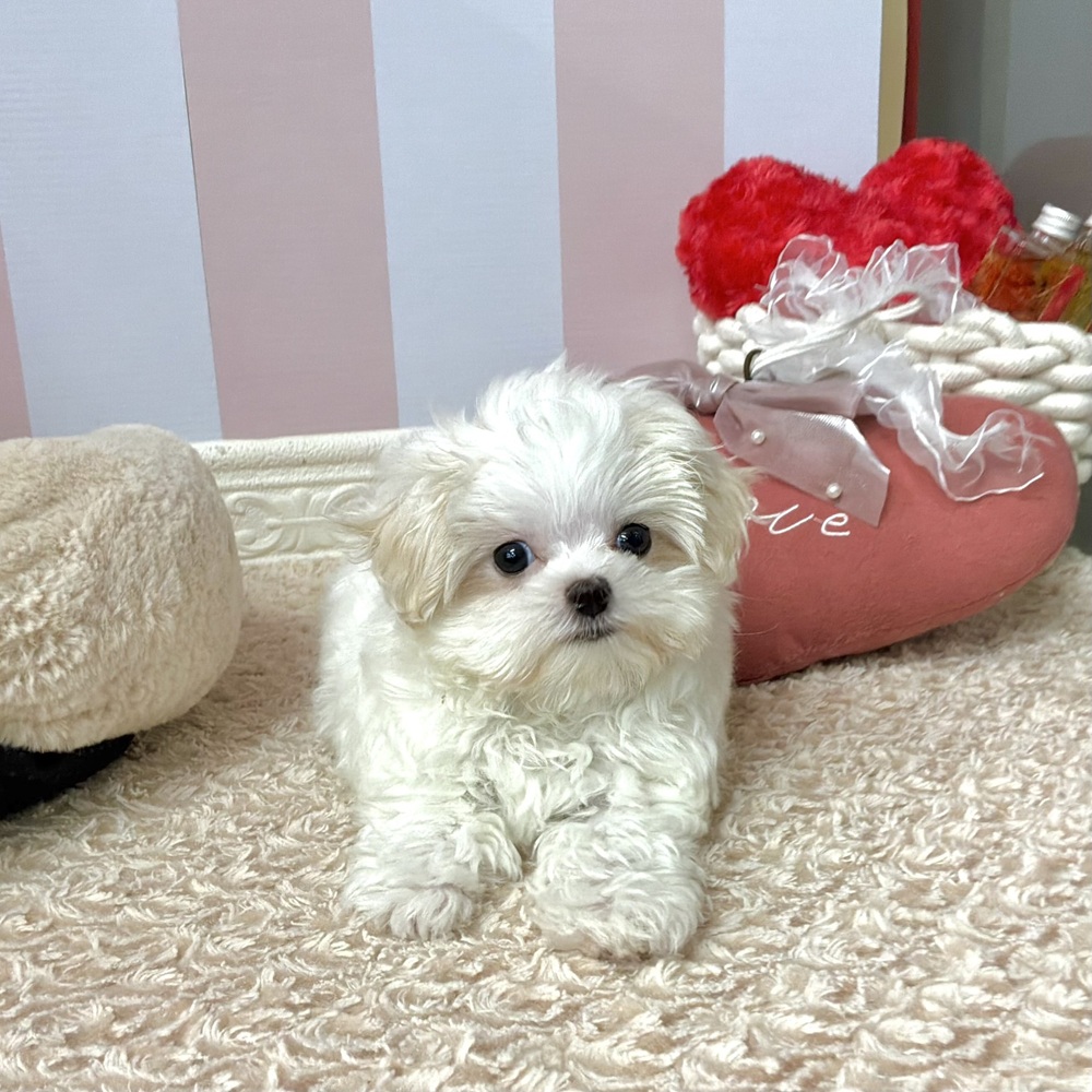 岡山県のマルチーズ (犬の家＆猫の里倉敷中庄店/2026年8月15日生まれ/男の子/ホワイト)の子犬の3枚目の画像