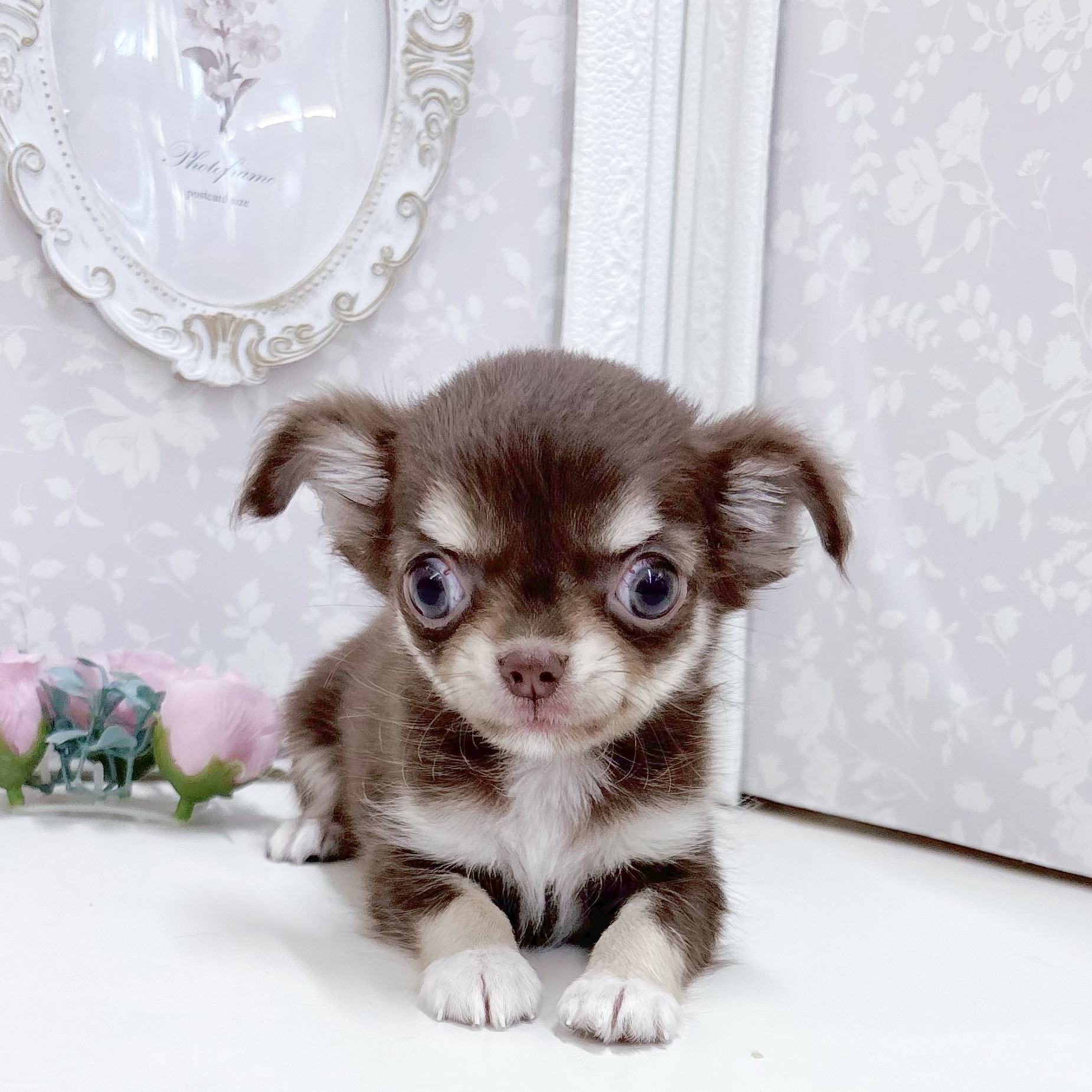 富山県のチワワ(ロング) (犬の家＆猫の里アミーゴ高岡蓮花寺店/2026年8月15日生まれ/女の子/チョコレートタンホワイト)の子犬の1枚目の画像