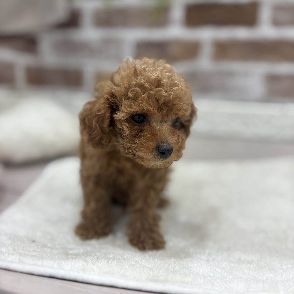 三重県のトイプードル(トイ) (犬の家＆猫の里三重桑名店/2026年8月16日生まれ/男の子/レッド)の子犬の3枚目の画像