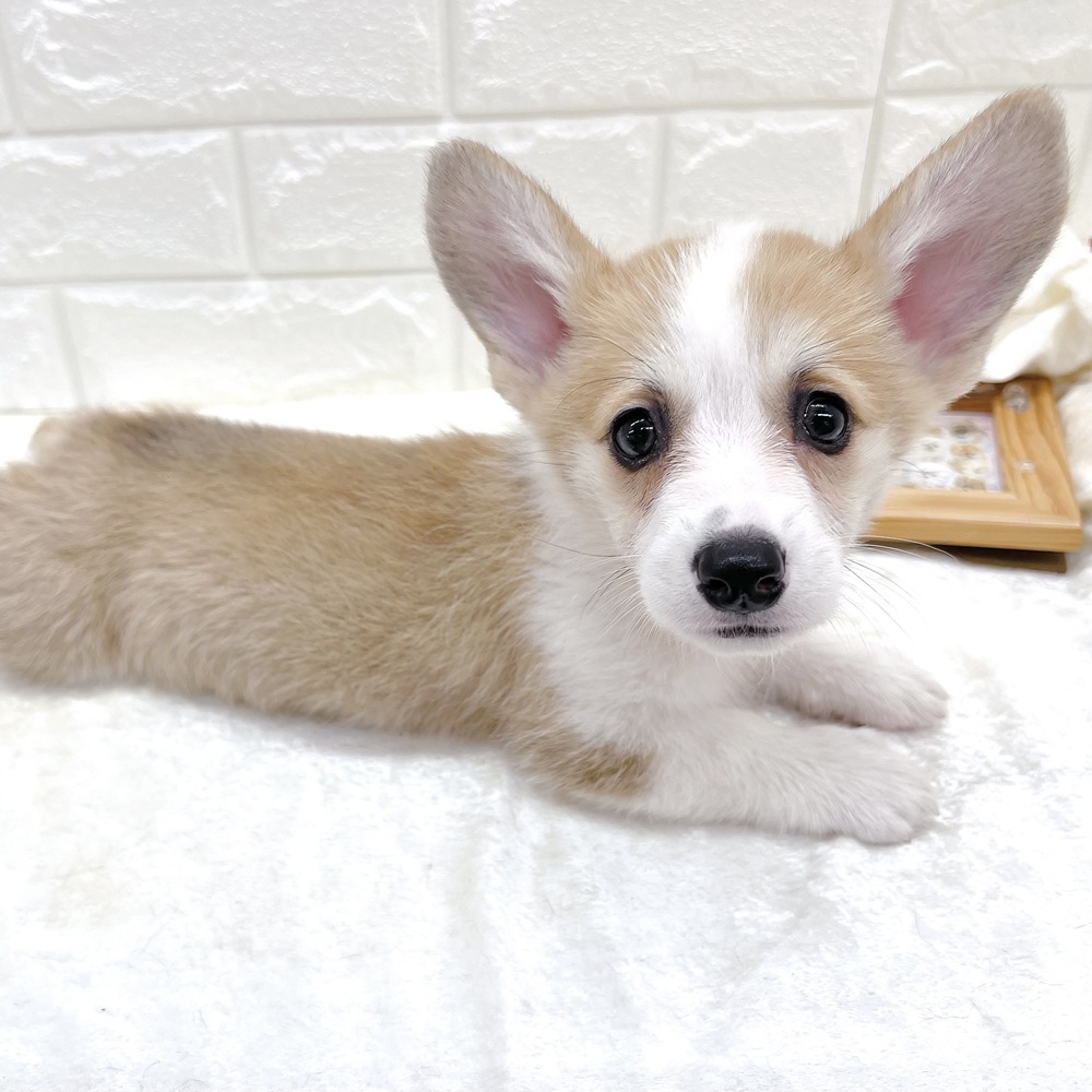 愛知県のウェルシュコーギーペンブローク (犬の家＆猫の里名古屋天白店/2026年8月16日生まれ/女の子/レッドホワイト)の子犬の3枚目の画像