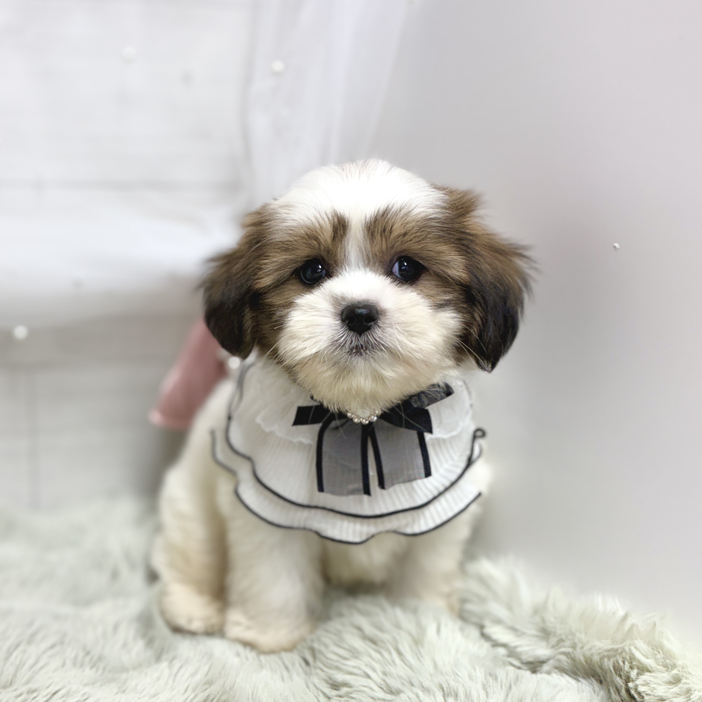 神奈川県のハーフ犬・ミックス犬 (犬の家＆猫の里相模原店/2026年8月17日生まれ/男の子/ホワイトゴールド)の子犬の3枚目の画像
