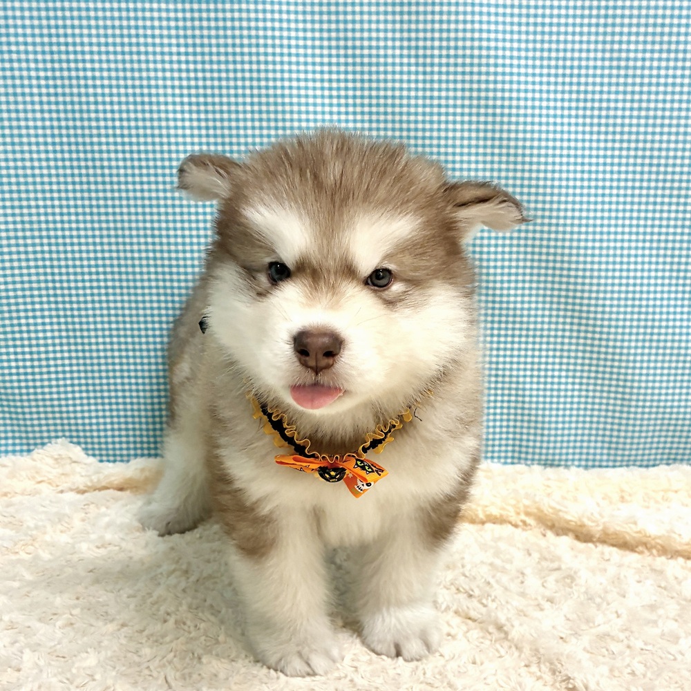 愛知県のアラスカンマラミュート (犬の家＆猫の里一宮店/2026年8月18日生まれ/男の子/ブラウンホワイト)の子犬の3枚目の画像
