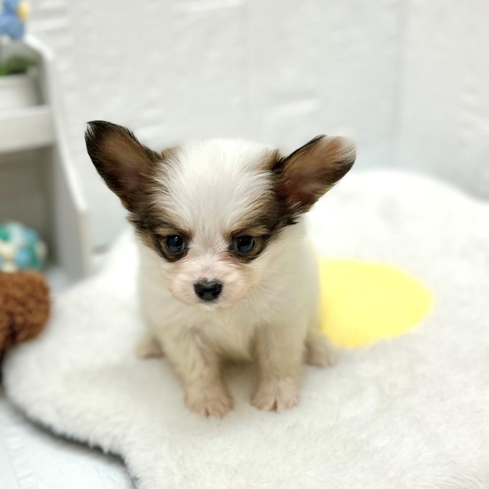 愛知県のパピヨン (犬の家＆猫の里豊川インター店/2026年8月18日生まれ/女の子/ホワイトブラウン)の子犬の3枚目の画像