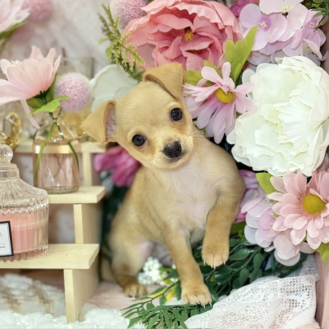 千葉県のチワピン(チワワ×ミニチュアピンシャー) (犬の家＆猫の里ワンズモール稲毛店/2026年8月18日生まれ/男の子/フォーン)の子犬の1枚目の画像