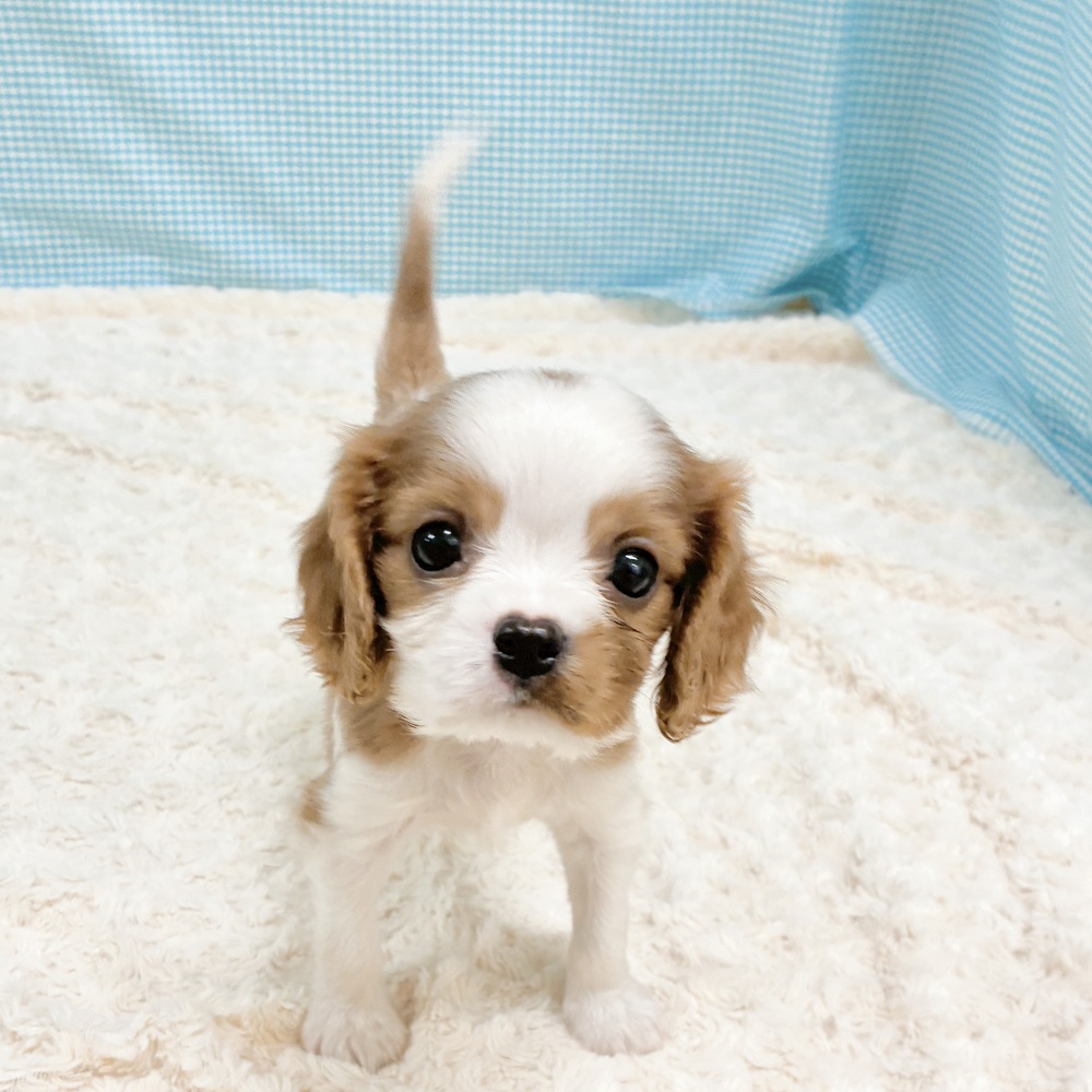 愛知県のキャバリアキングチャールズスパニエル (犬の家＆猫の里一宮店/2026年8月17日生まれ/男の子/ブレンハイム)の子犬の3枚目の画像