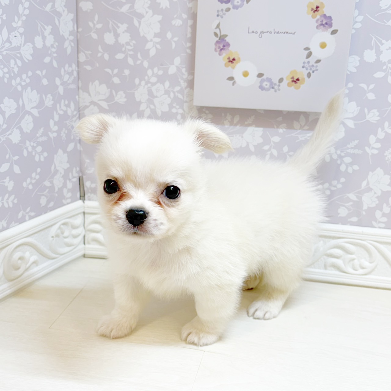石川県のチワワ(ロング) (犬の家＆猫の里アミーゴ金沢おこばた店/2026年8月17日生まれ/男の子/クリーム)の子犬の3枚目の画像