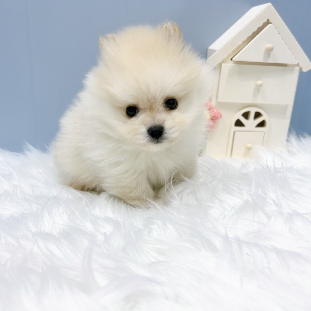 愛知県のポメラニアン (犬の家＆猫の里岡崎店/2026年8月17日生まれ/男の子/クリーム)の子犬の3枚目の画像
