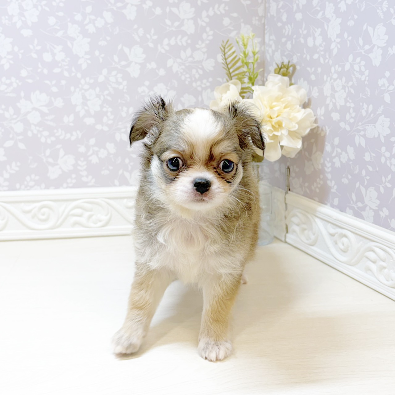石川県のチワワ(ロング) (犬の家＆猫の里アミーゴ金沢おこばた店/2026年8月16日生まれ/女の子/レッドホワイト)の子犬の3枚目の画像