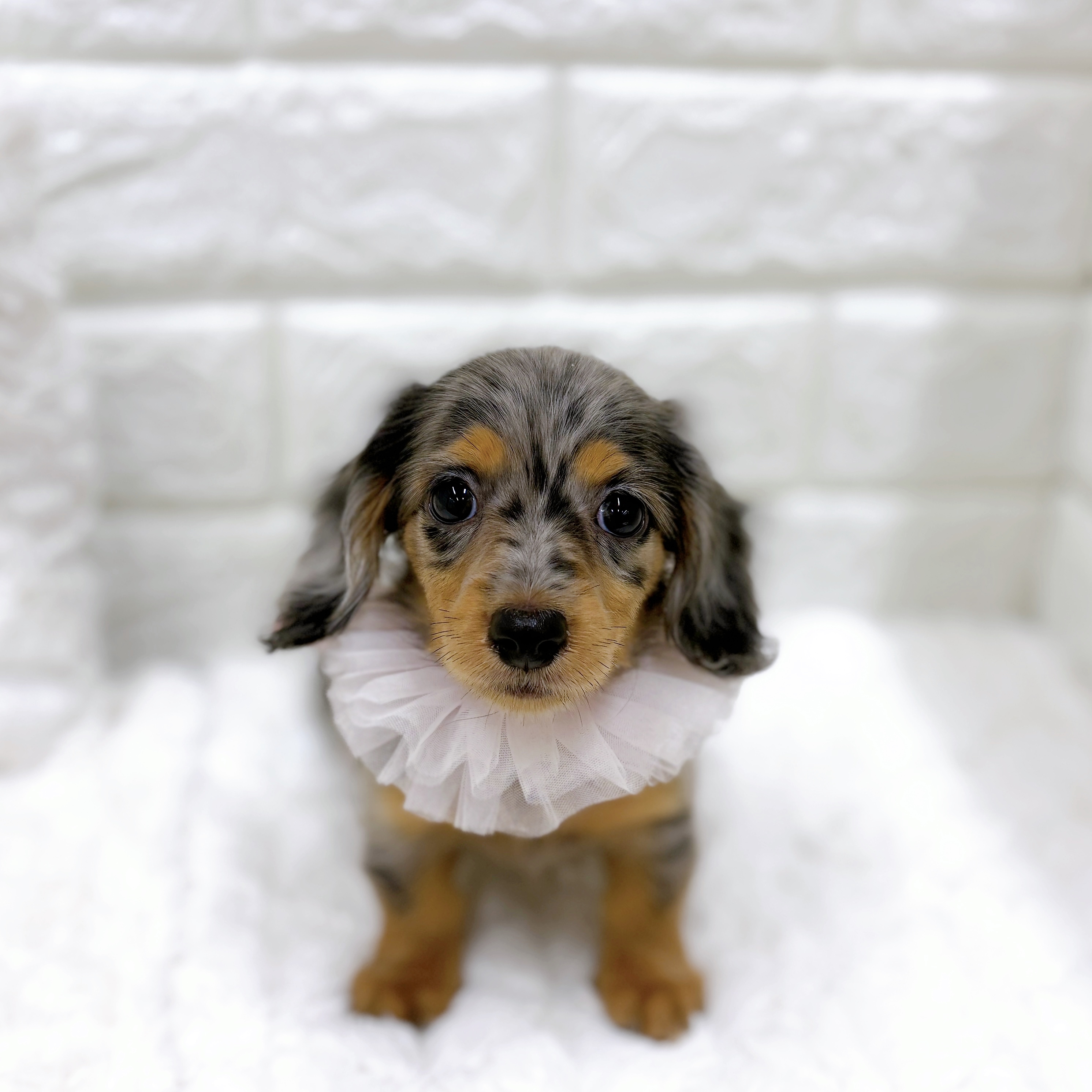 福井県のミニチュアダックスフンド(ロング) (犬の家＆猫の里アミーゴ福井店/2026年8月18日生まれ/女の子/シルバーダップル)の子犬の3枚目の画像