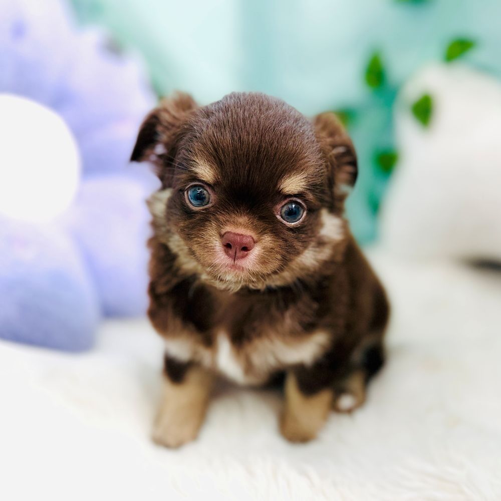 愛知県のチワワ(ロング) (犬の家＆猫の里愛知刈谷店/2026年8月17日生まれ/男の子/チョコレートタンホワイト)の子犬の3枚目の画像