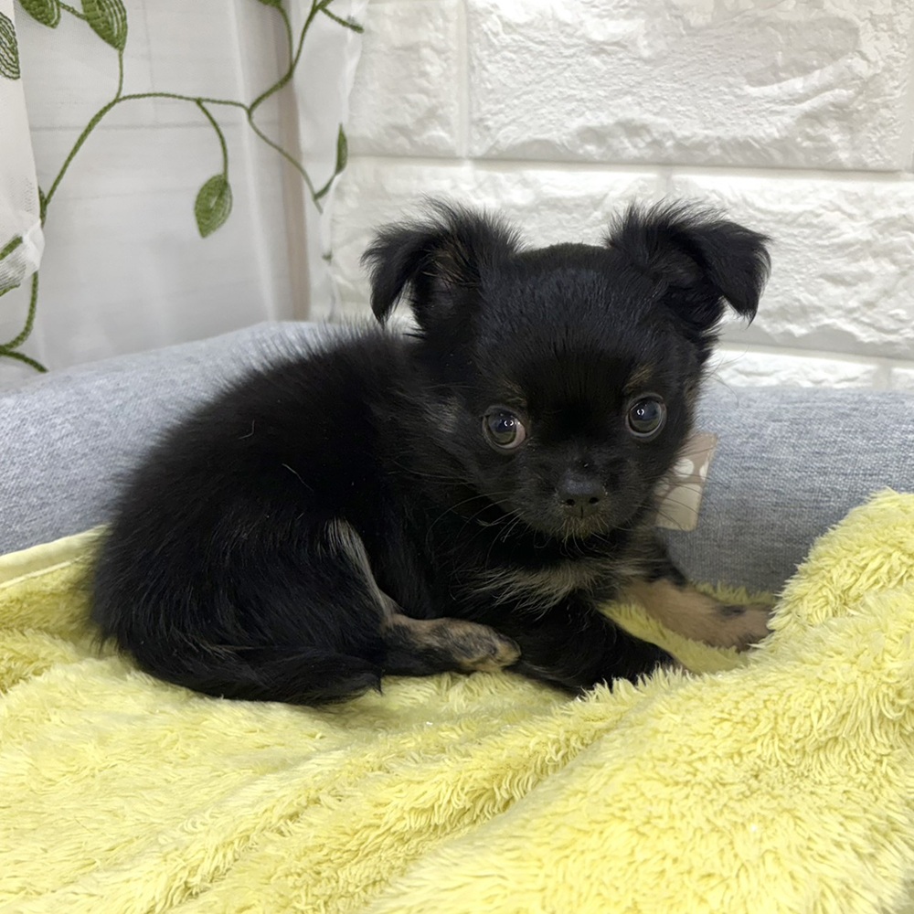 長野県のチワワ(ロング) (犬の家＆猫の里塩尻店/2026年8月17日生まれ/男の子/ブラックタンホワイト)の子犬の3枚目の画像