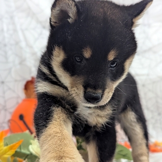 神奈川県の柴犬(標準サイズ) (犬の家＆猫の里小田原店/2026年8月17日生まれ/女の子/黒)の子犬の3枚目の画像