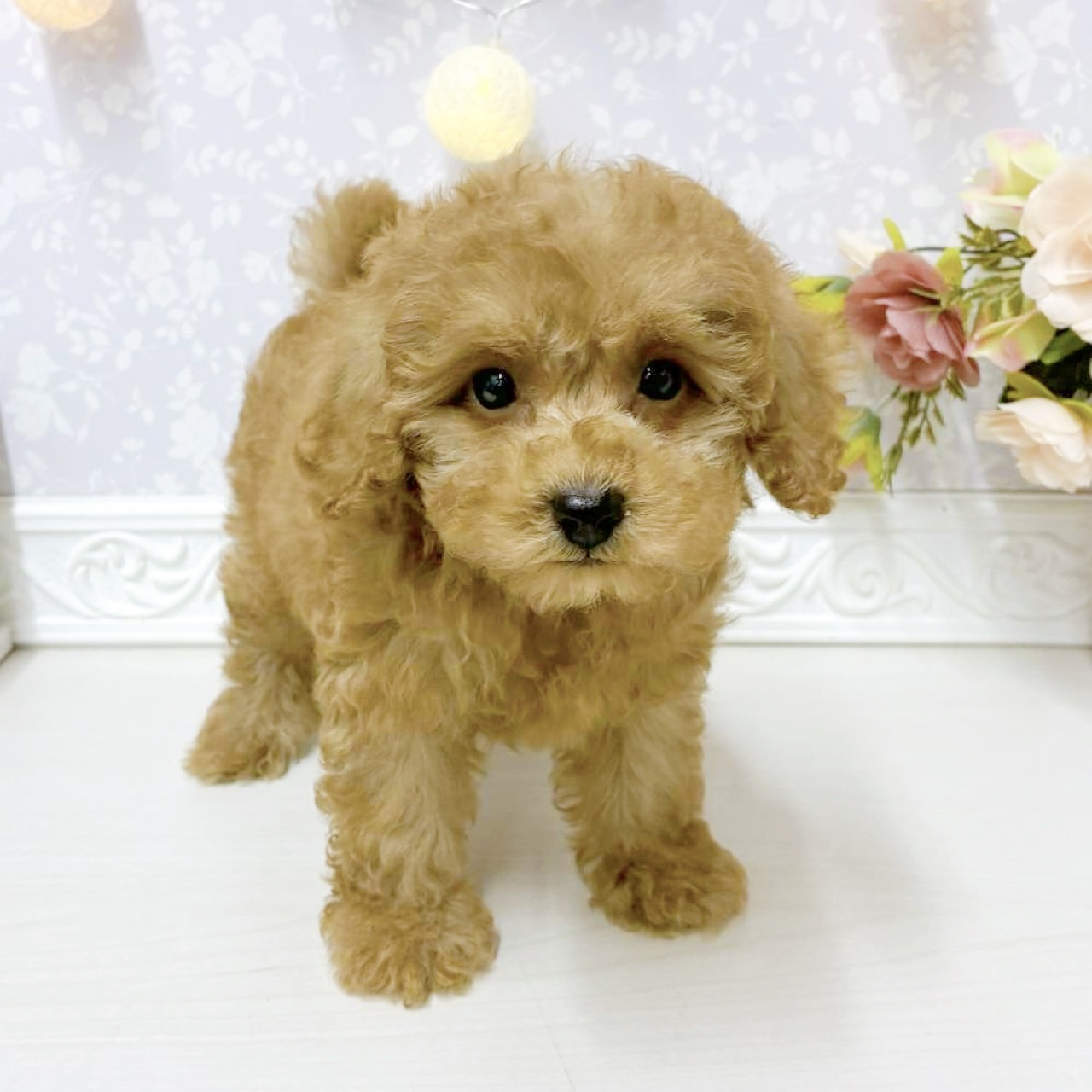 富山県のトイプードル(トイ) (犬の家＆猫の里アミーゴ山室店/2026年8月17日生まれ/女の子/レッド)の子犬の3枚目の画像